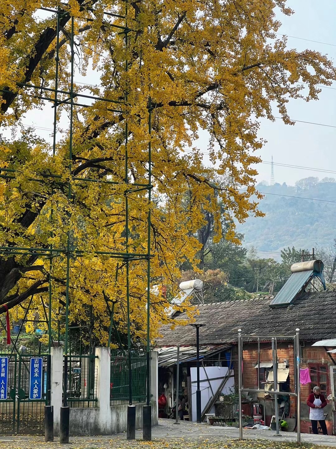 南京栖霞千年银杏树旅行图片 3