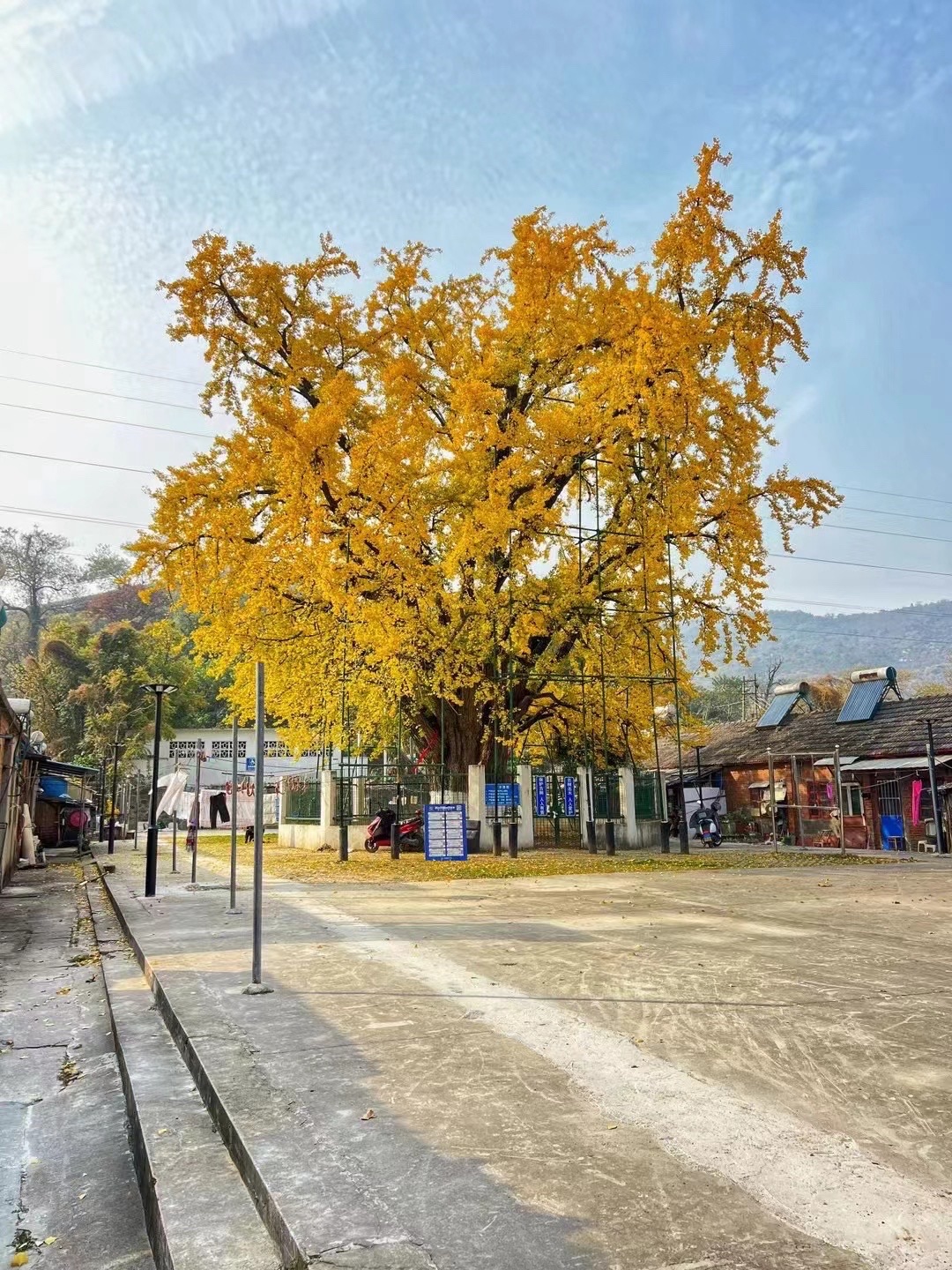 南京栖霞千年银杏树旅行图片 1