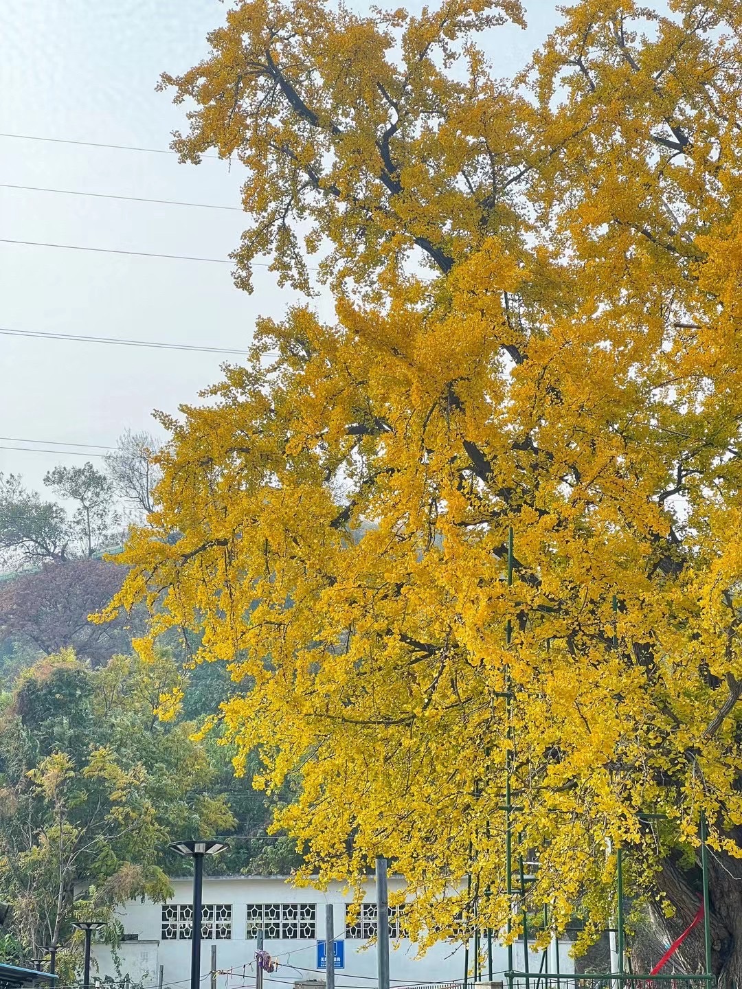 南京栖霞千年银杏树旅行图片 2