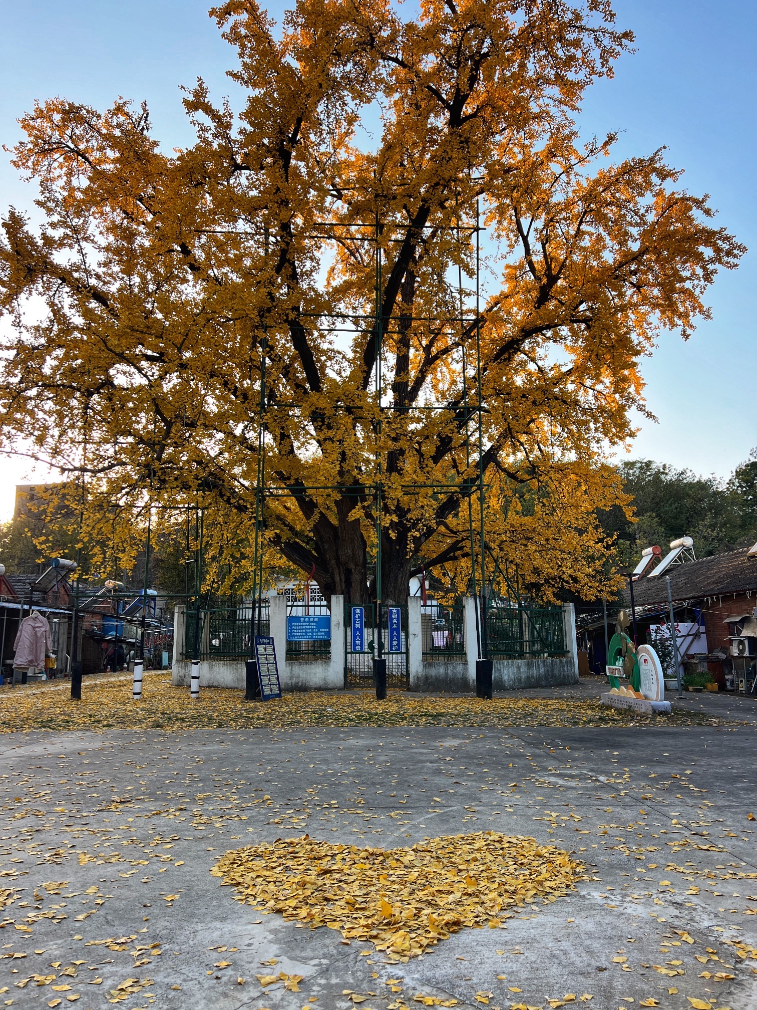 南京栖霞千年银杏树旅行图片 1