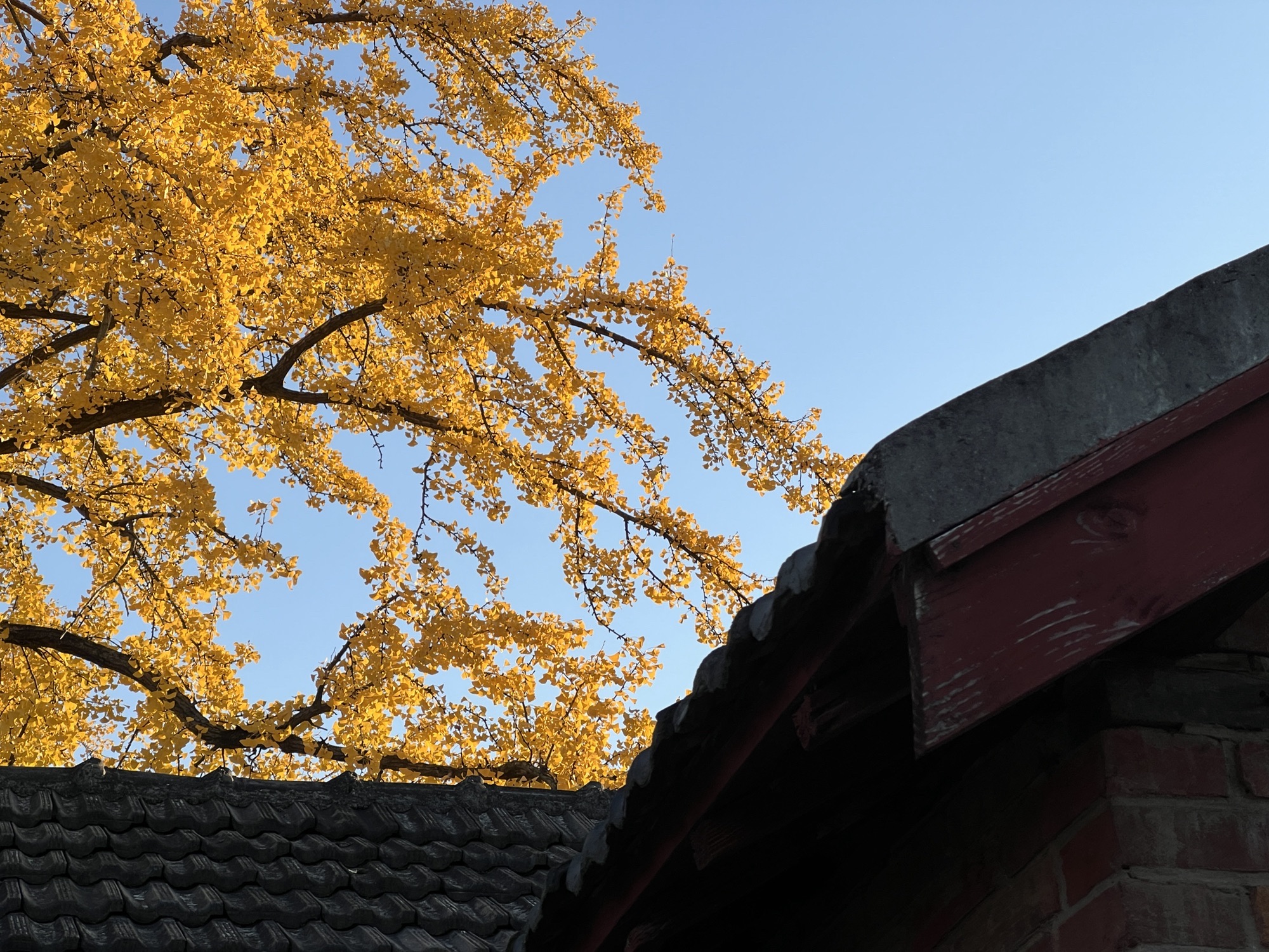 南京栖霞千年银杏树旅行图片 3