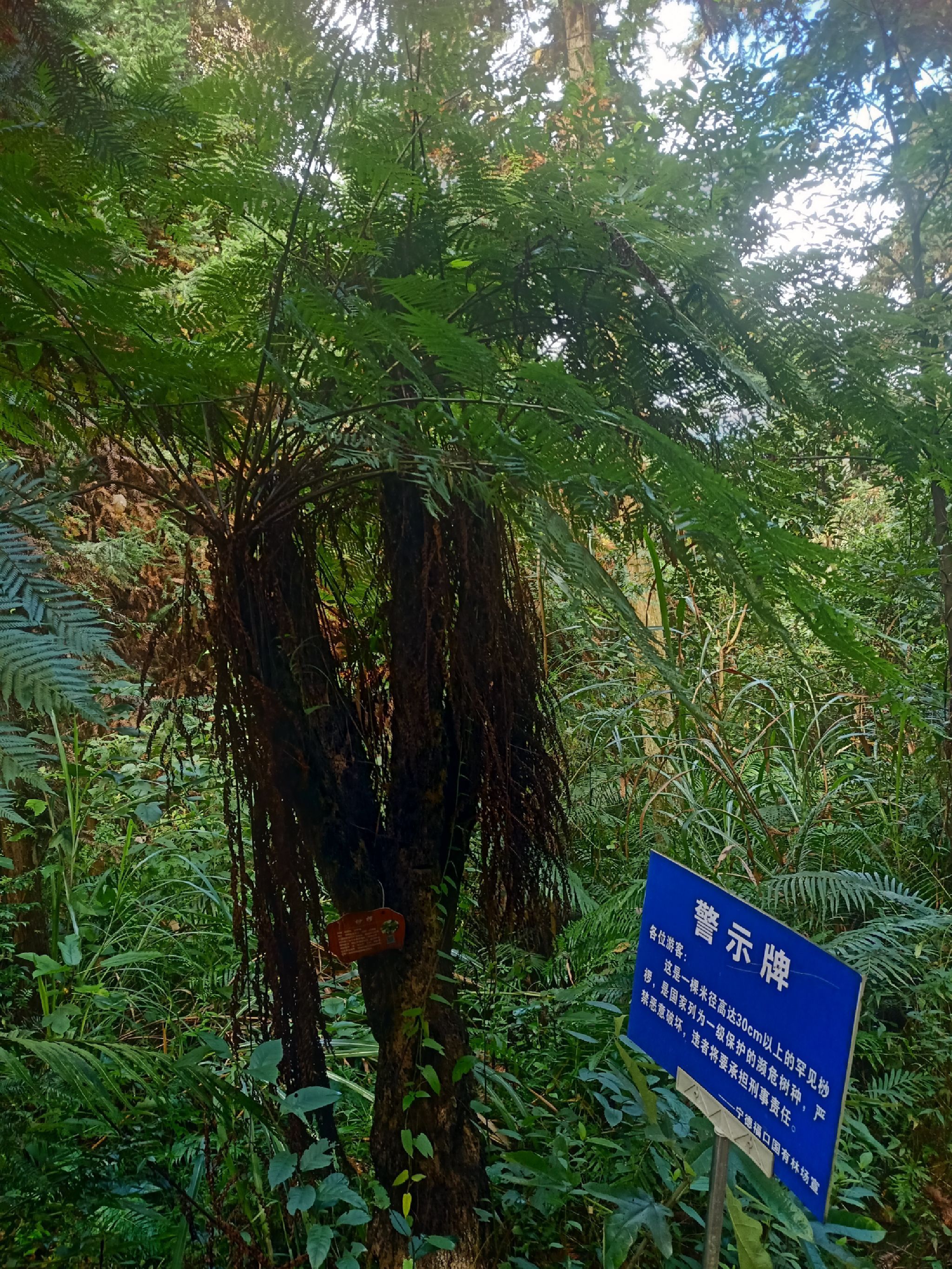 宁德植物园旅行图片 1