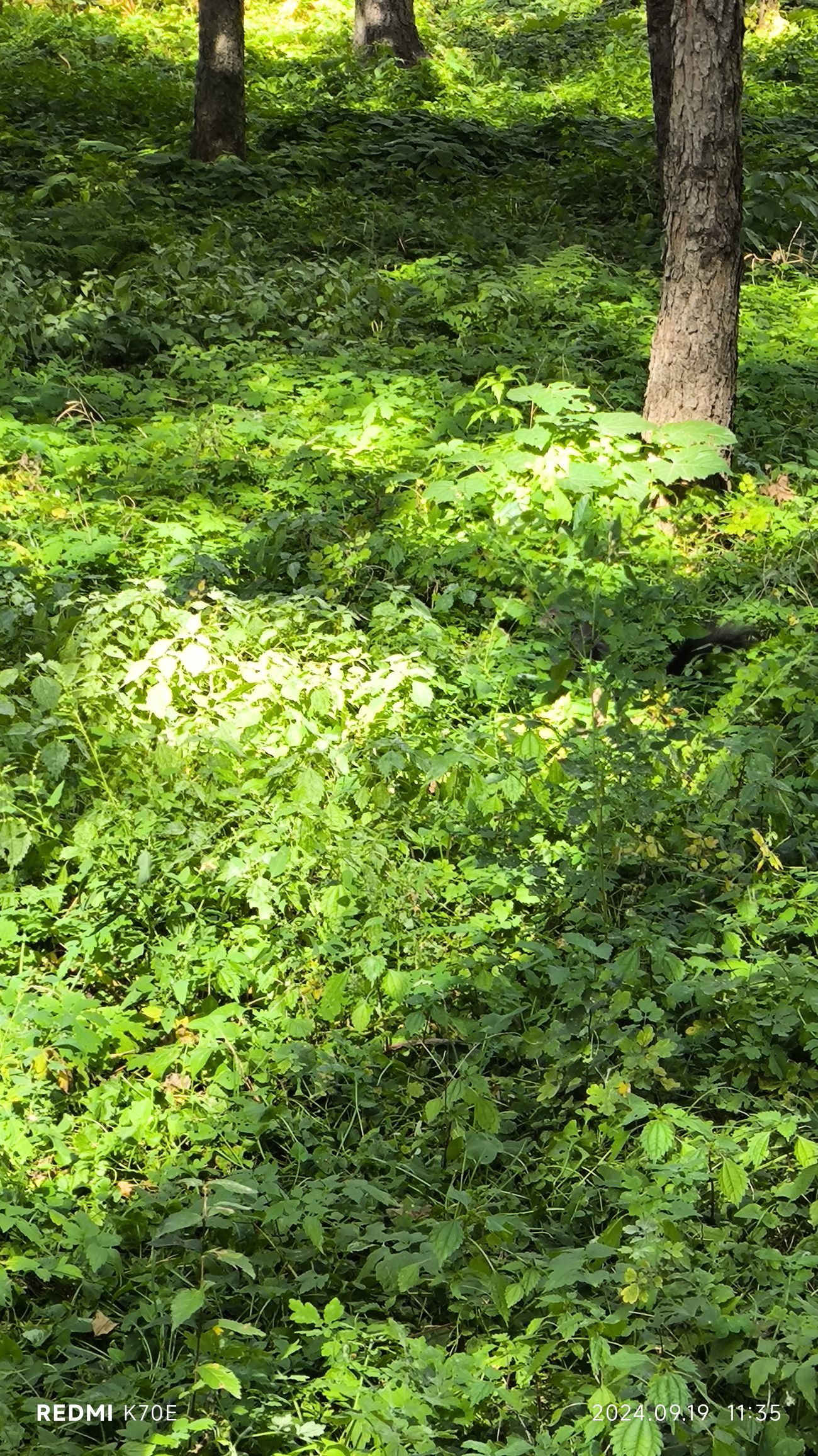 松鼠乐园旅行图片 2