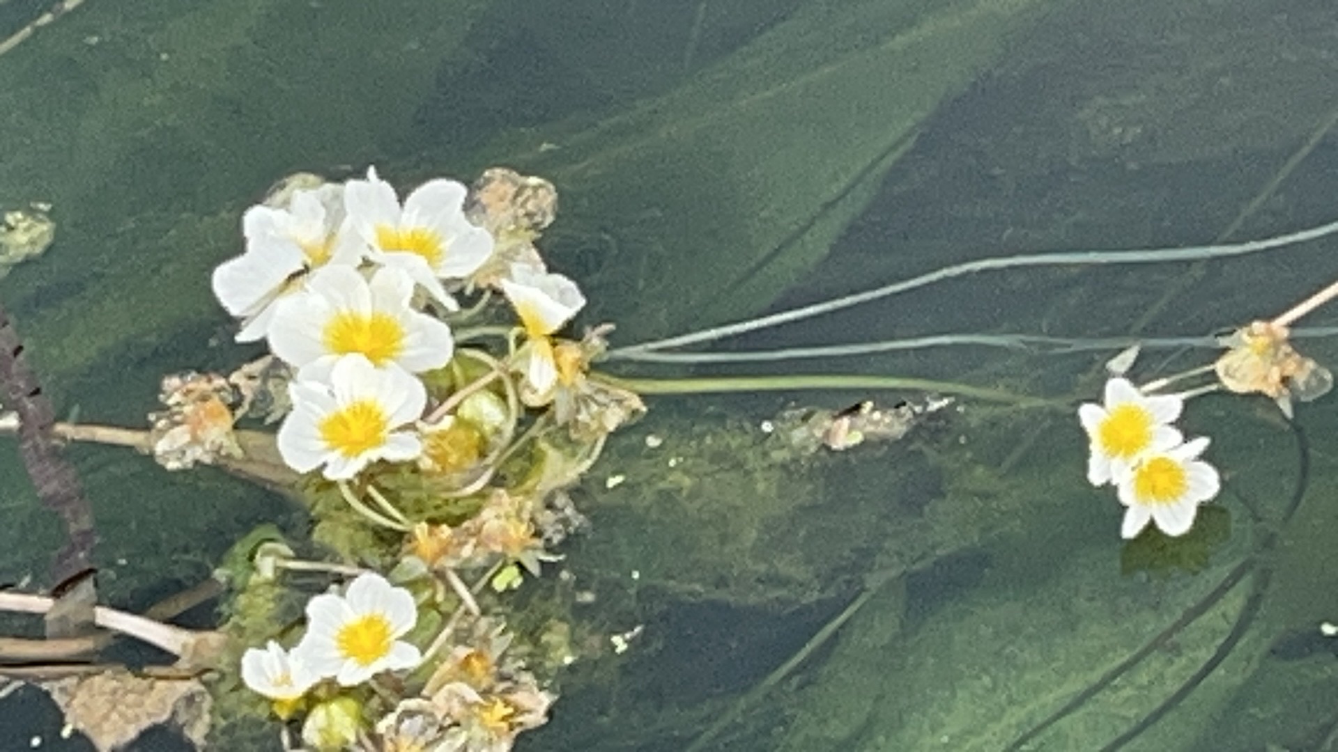 板内码头海菜花观赏点旅行图片 3
