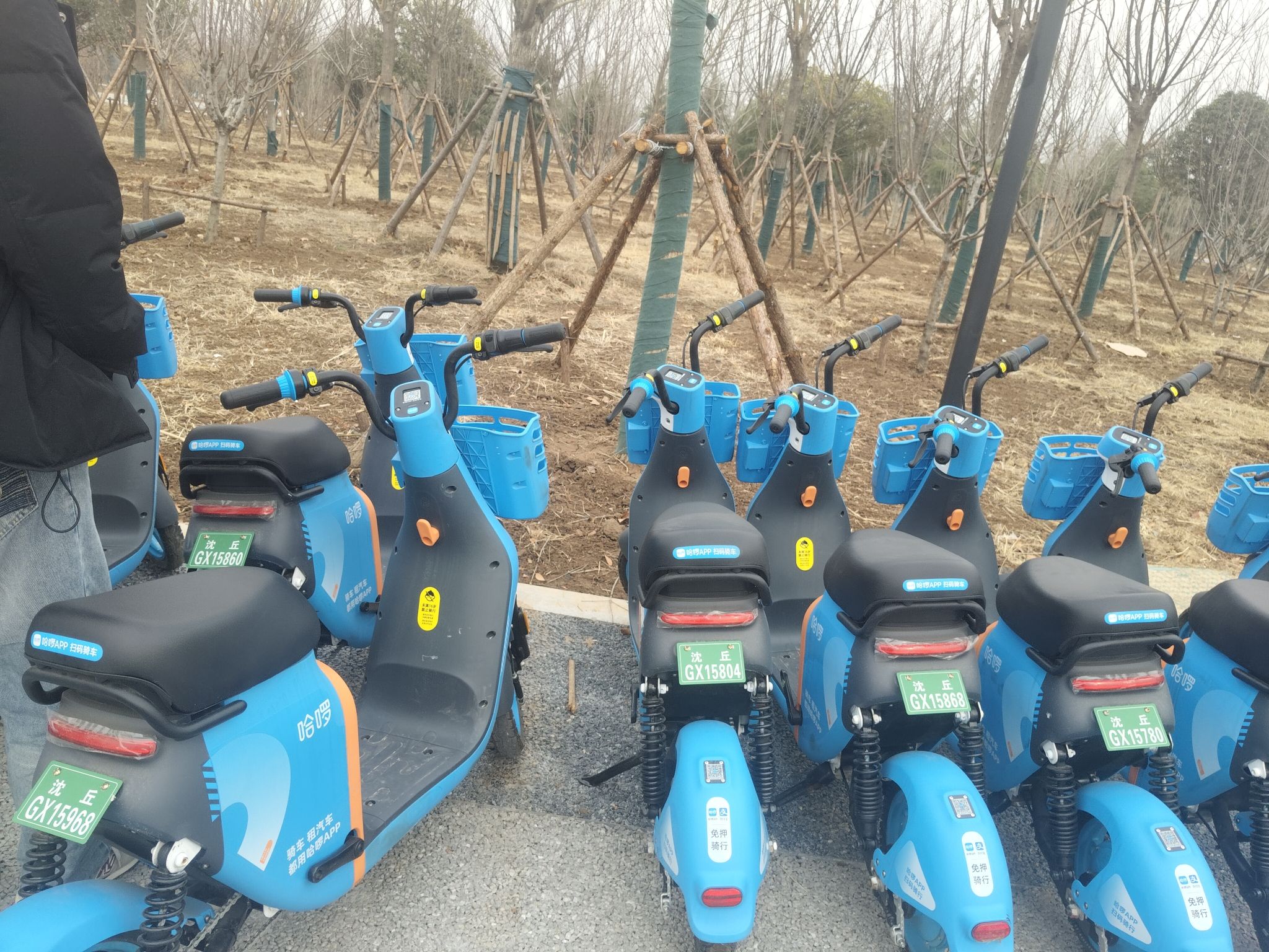 沙河湾森林公园旅行图片 1