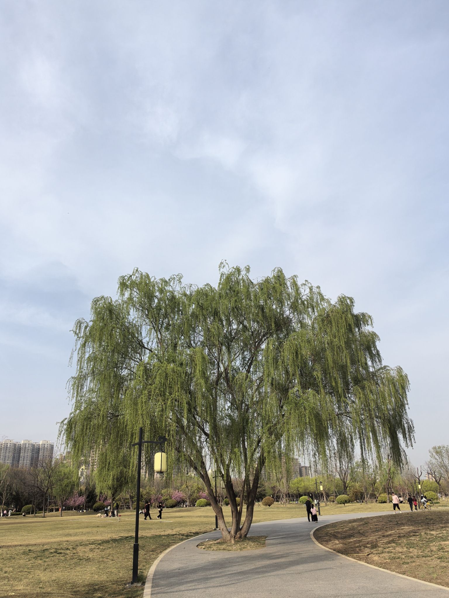 咸阳湖树