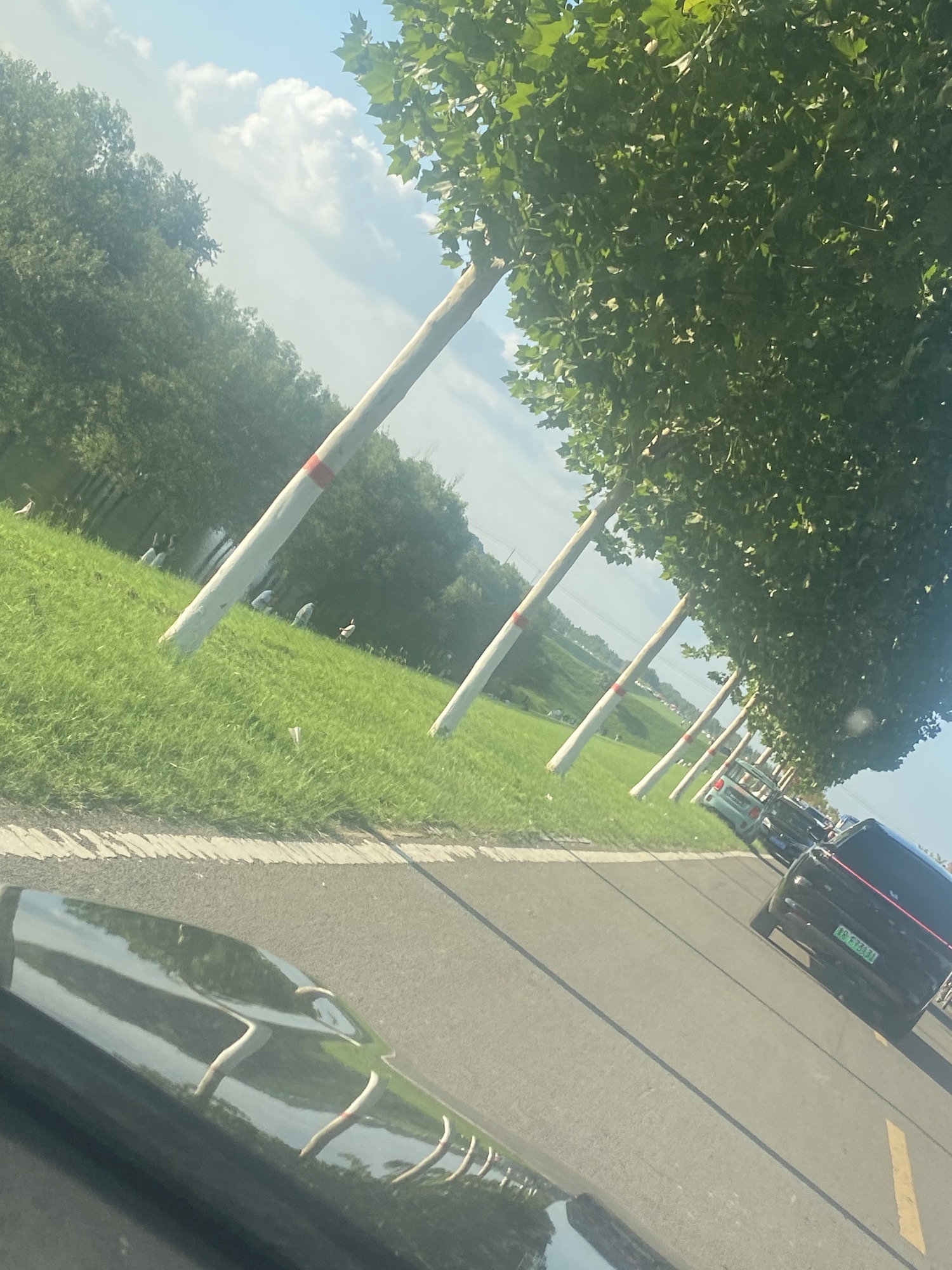 鄄城葵堌堆大草原旅行图片 3