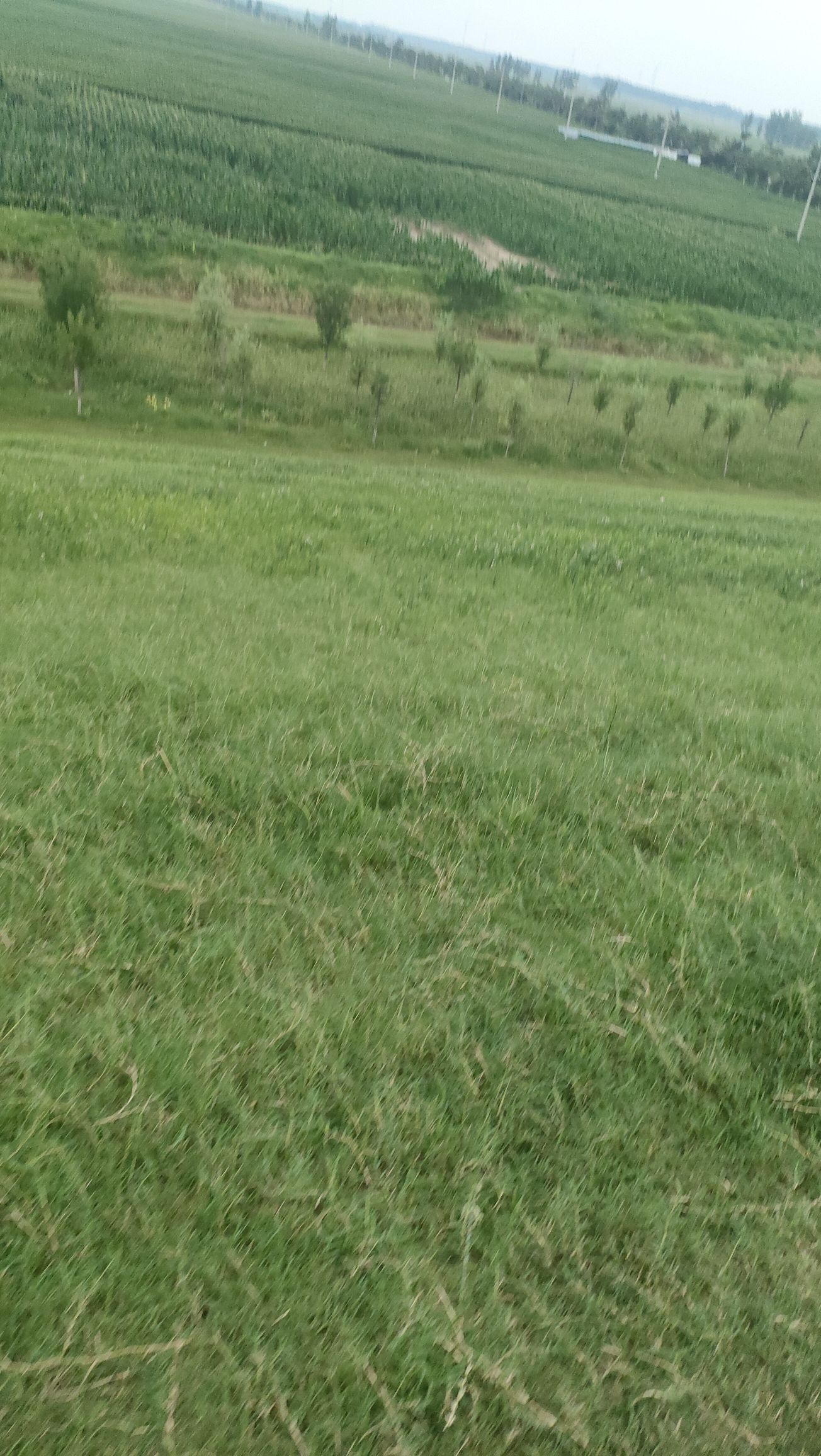 鄄城葵堌堆大草原旅行图片 2