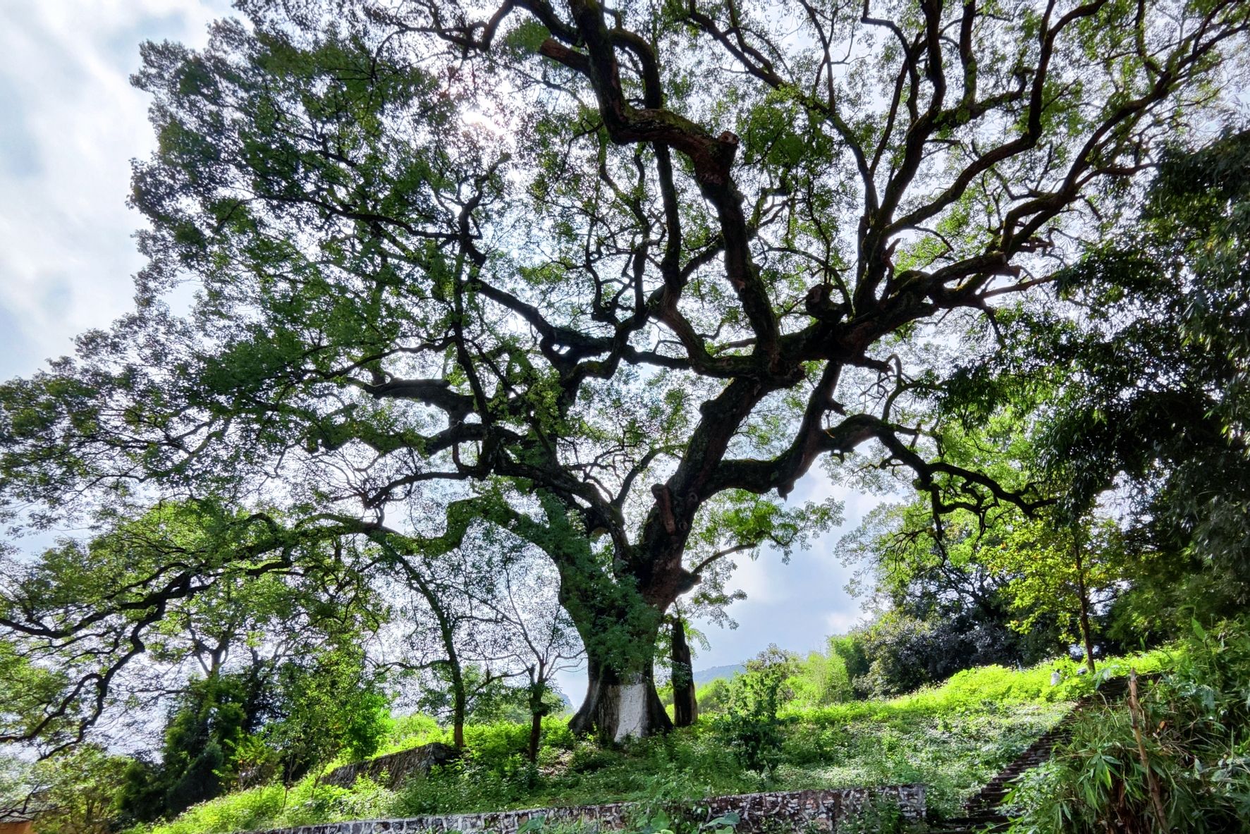 新颖香樟树旅行图片 3