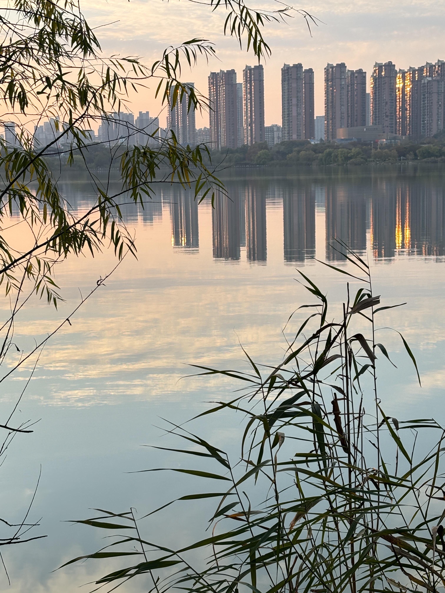 落羽杉旅行图片 1
