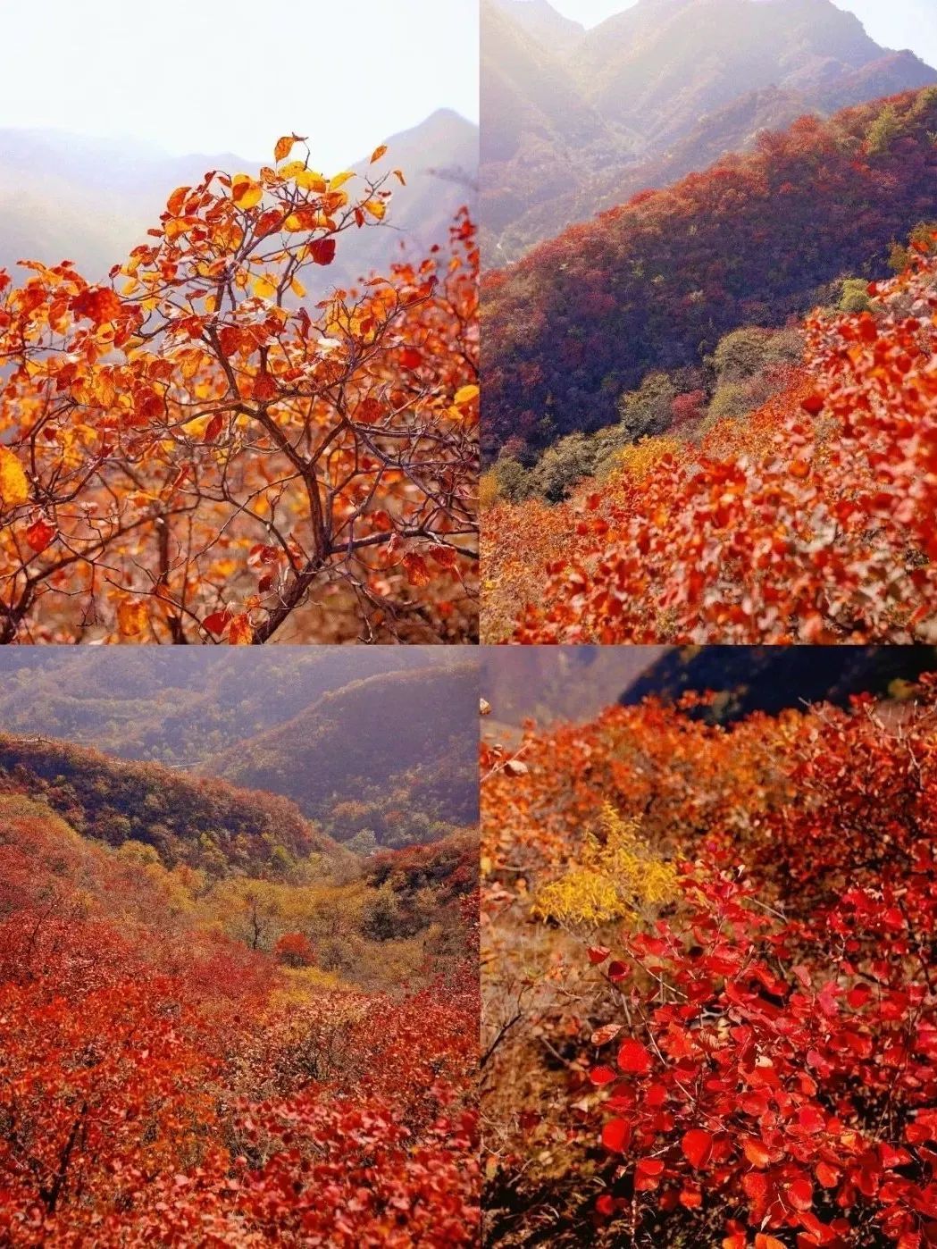 水峪村红叶栈道旅行图片 3