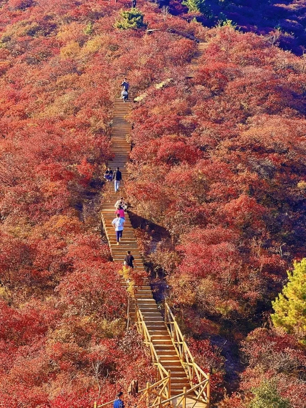 水峪村红叶栈道旅行图片 2