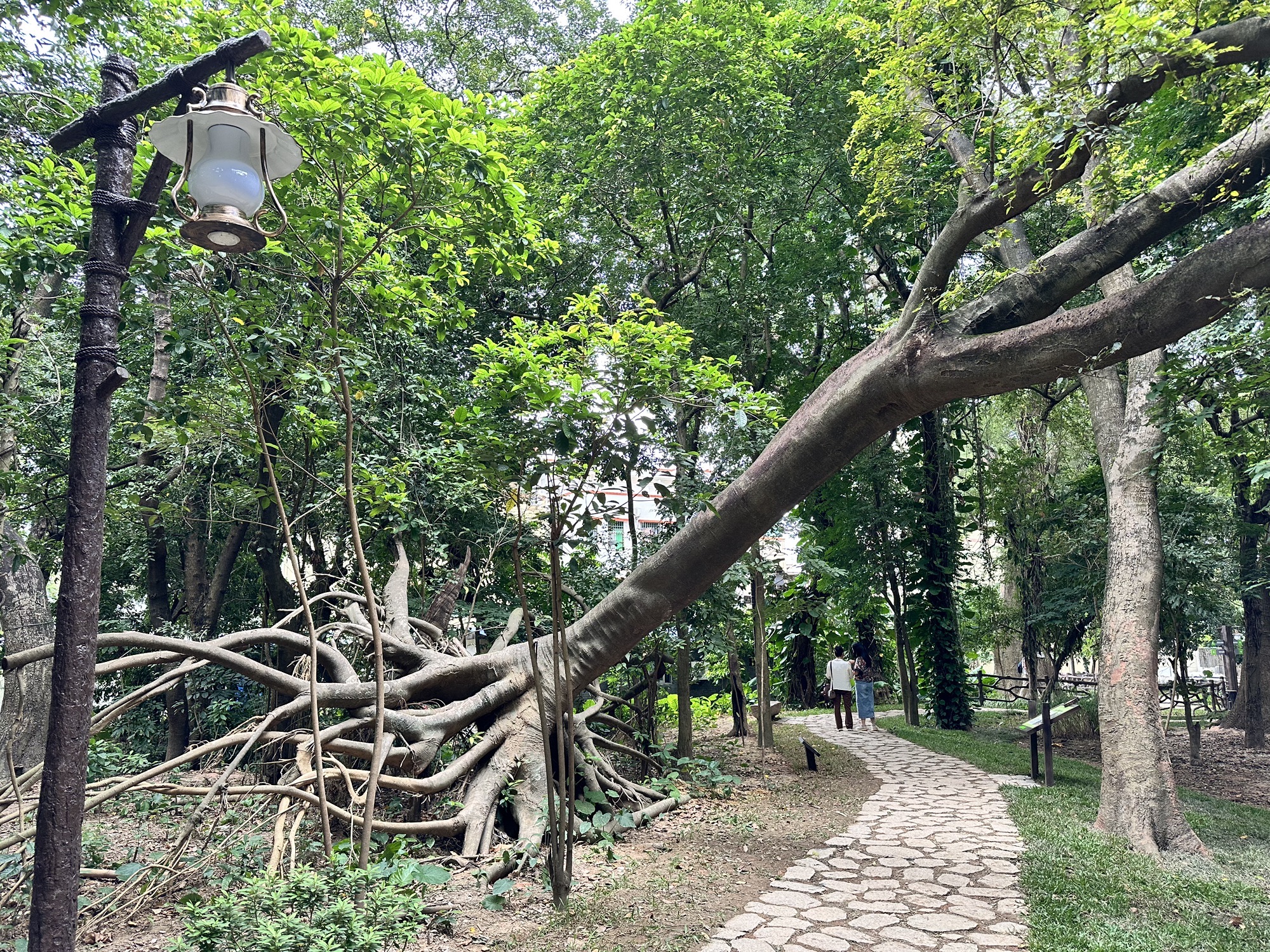 永丰古树公园旅行图片 2