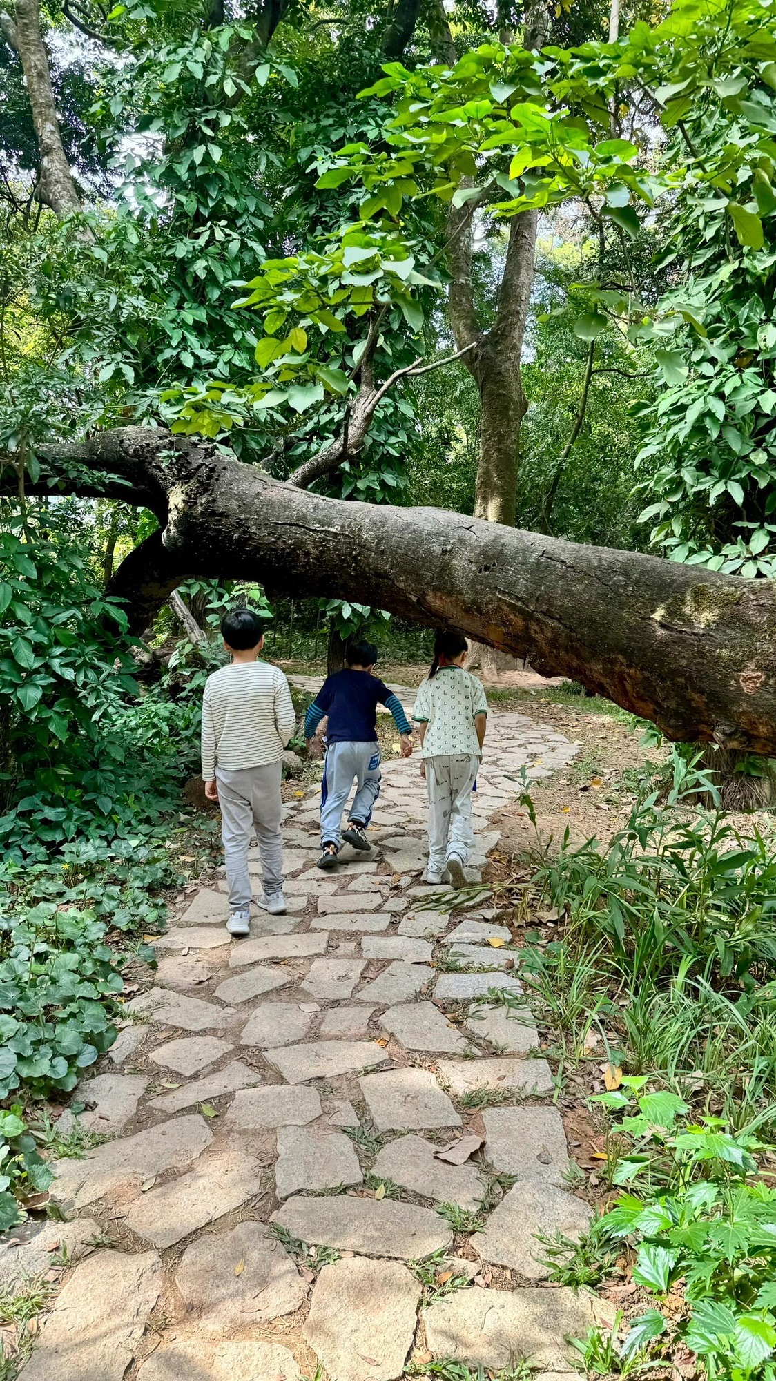永丰古树公园旅行图片 3