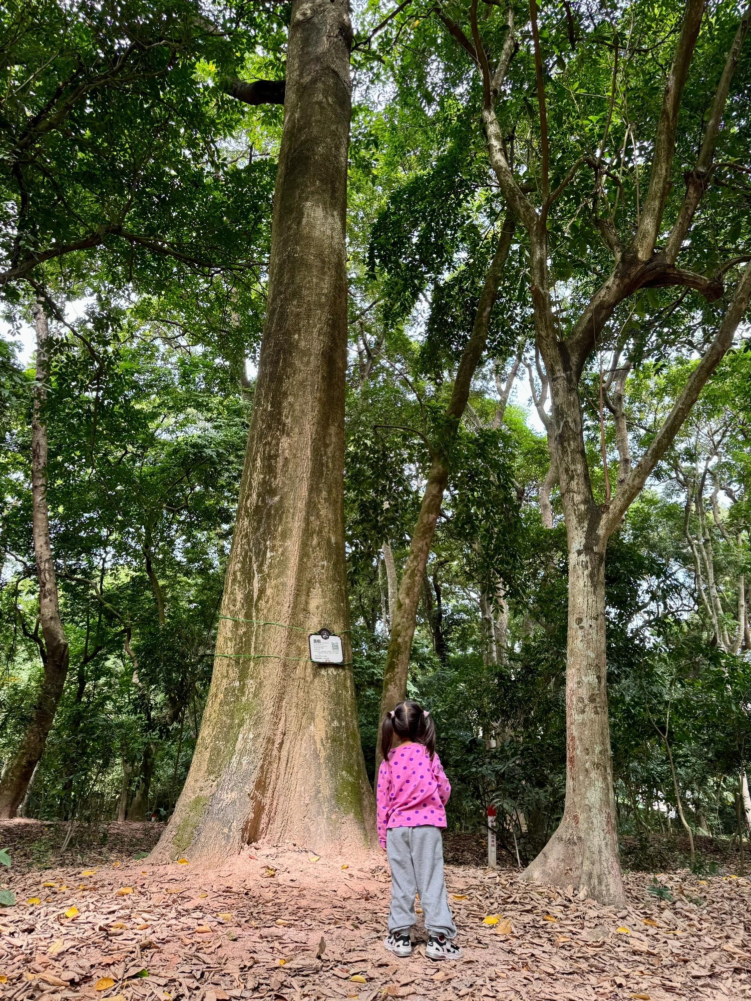 永丰古树公园旅行图片 2