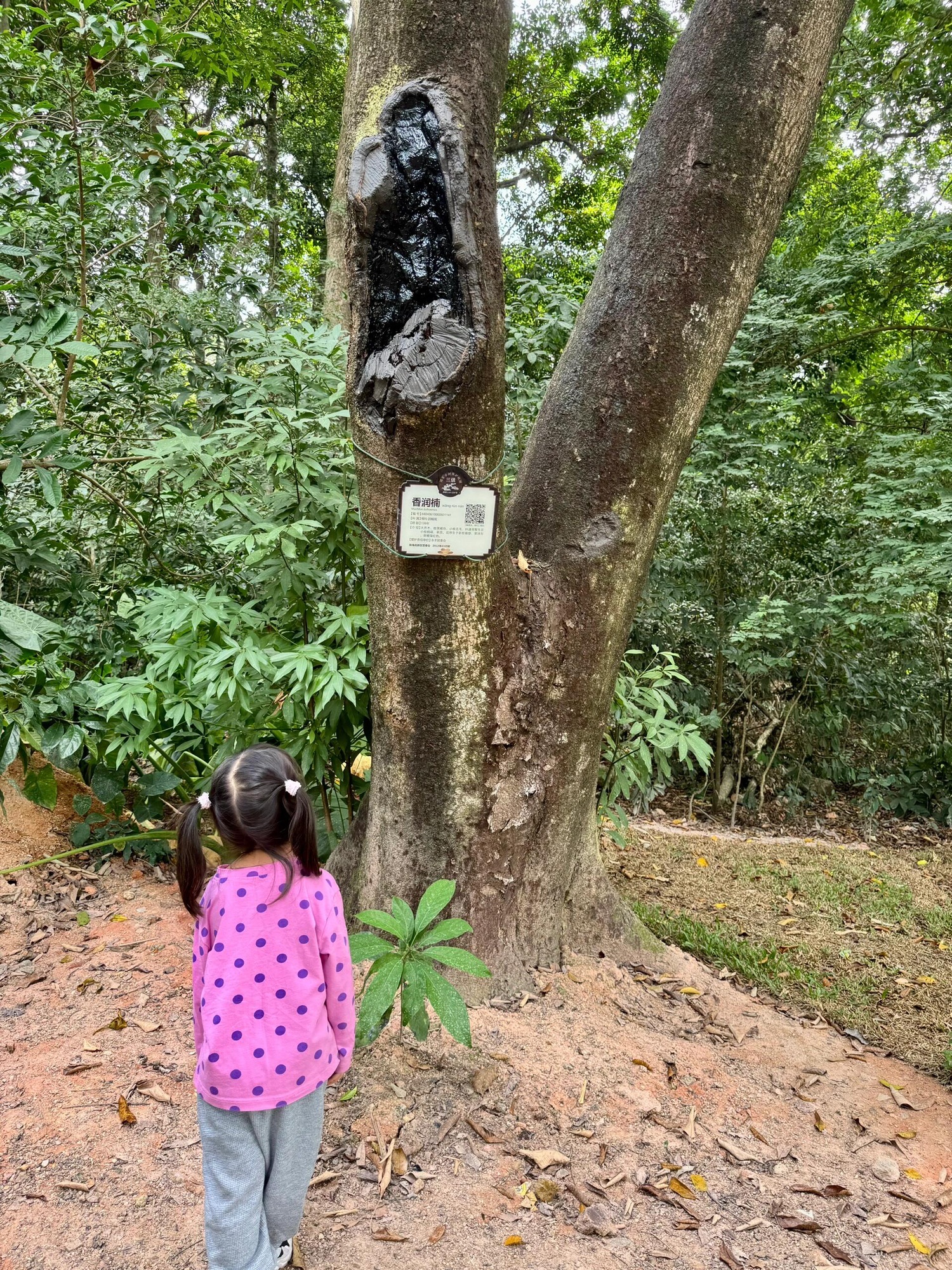 永丰古树公园旅行图片 1