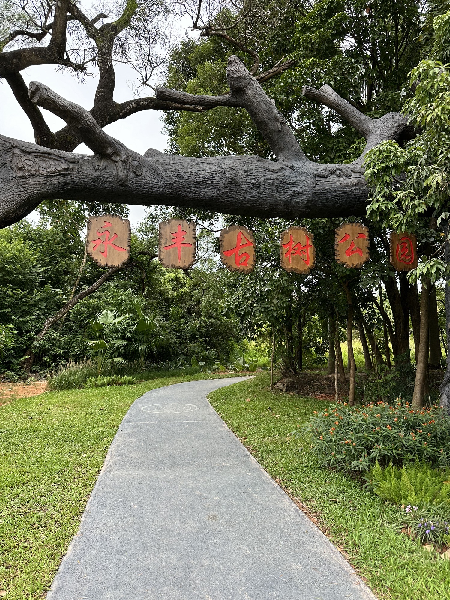 永丰古树公园旅行图片 1