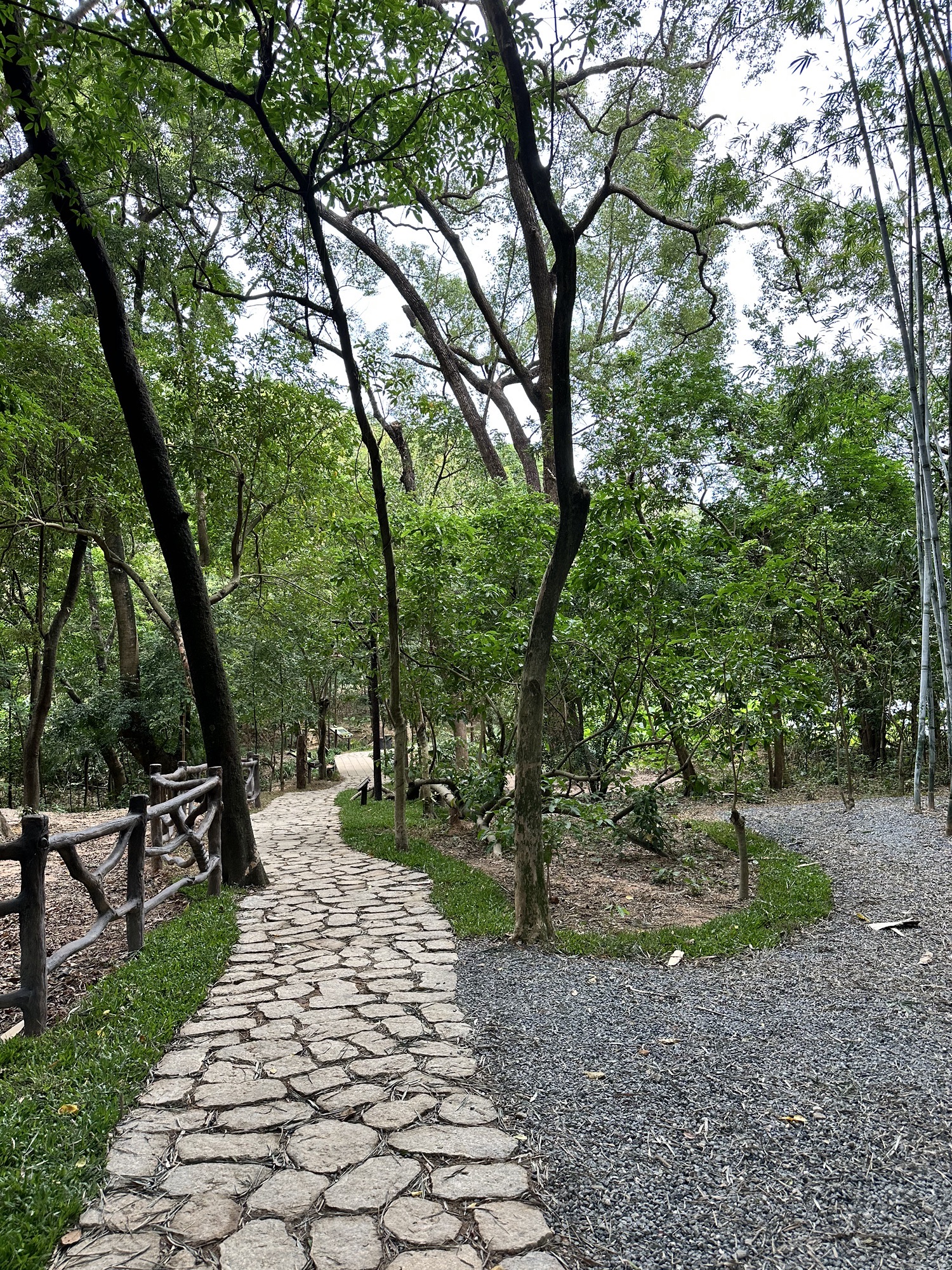 永丰古树公园旅行图片 3