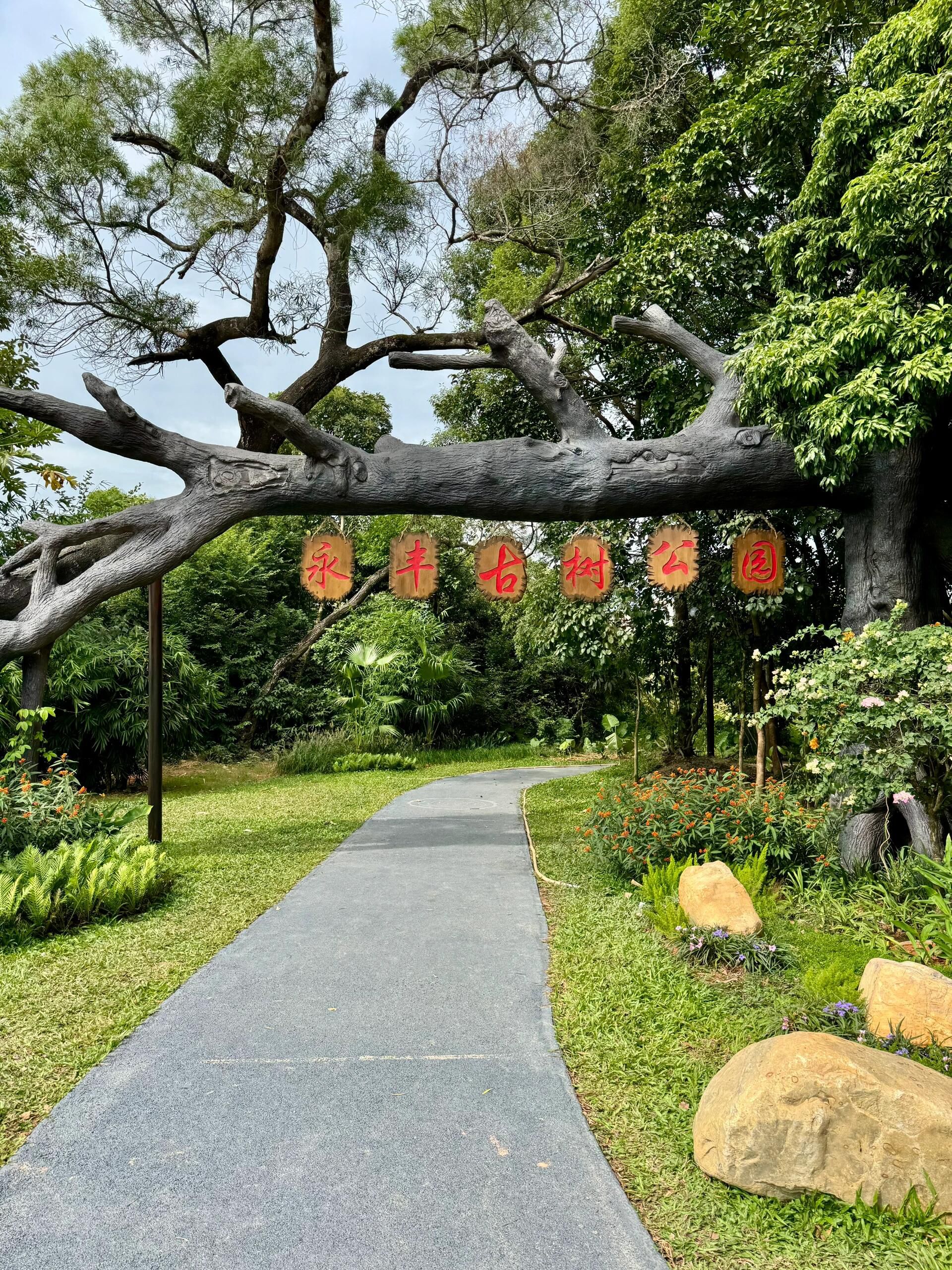 永丰古树公园旅行图片 1