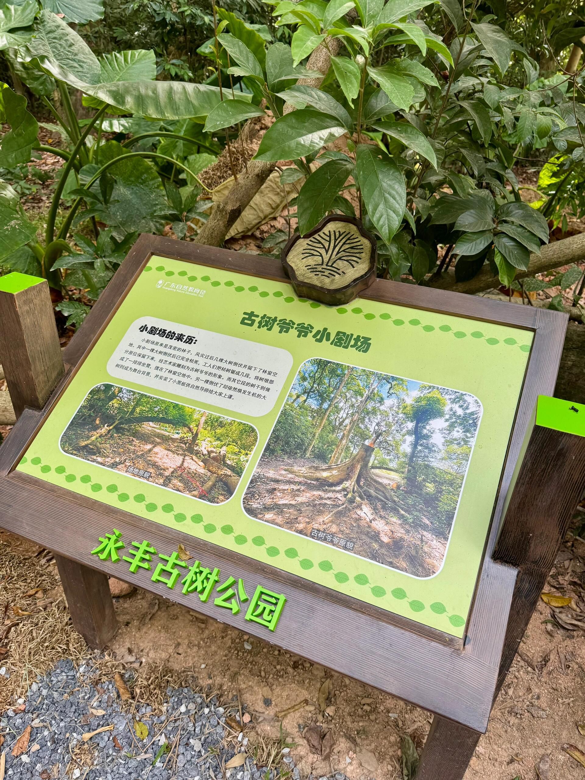 永丰古树公园旅行图片 2