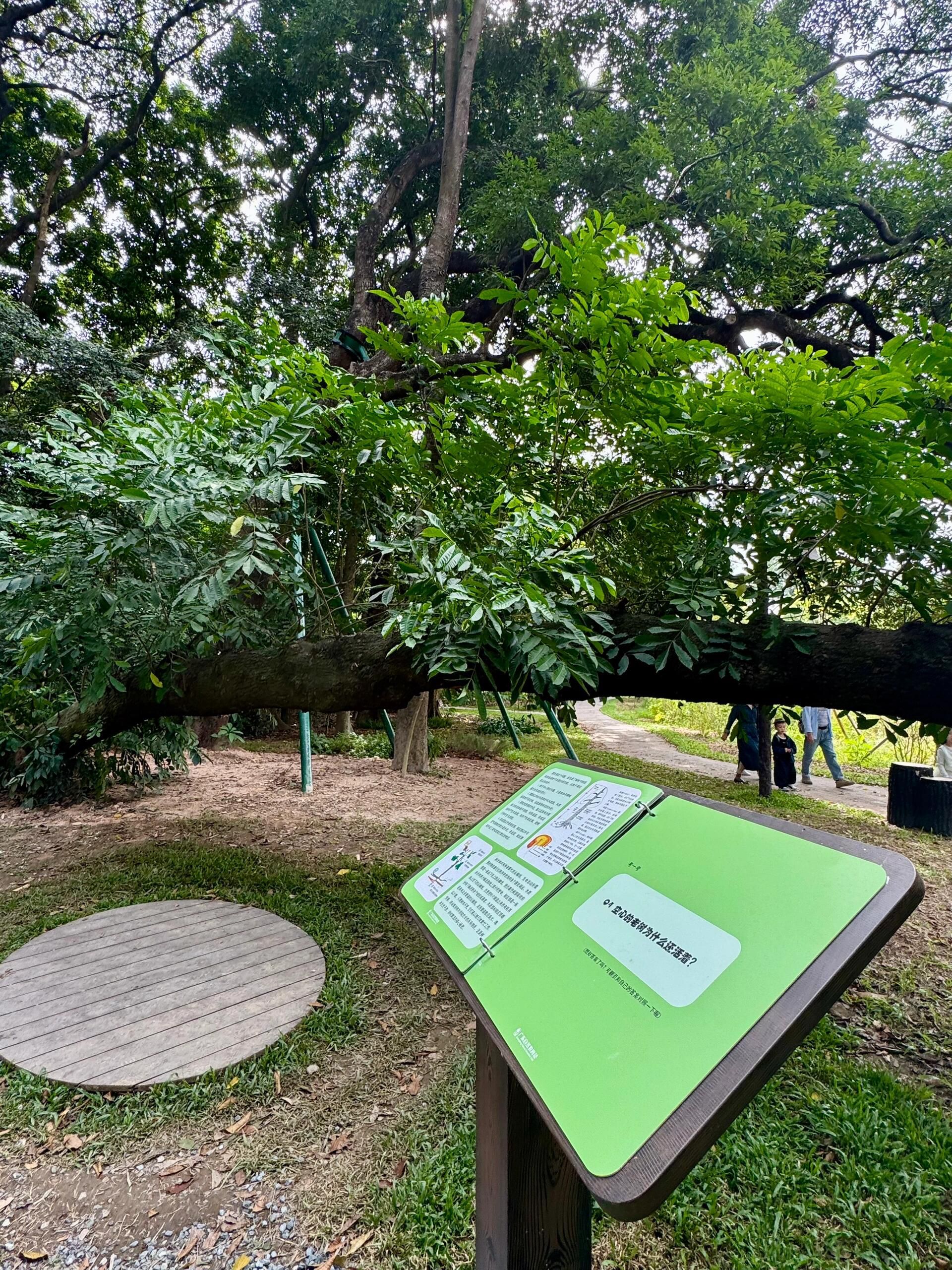 永丰古树公园旅行图片 3
