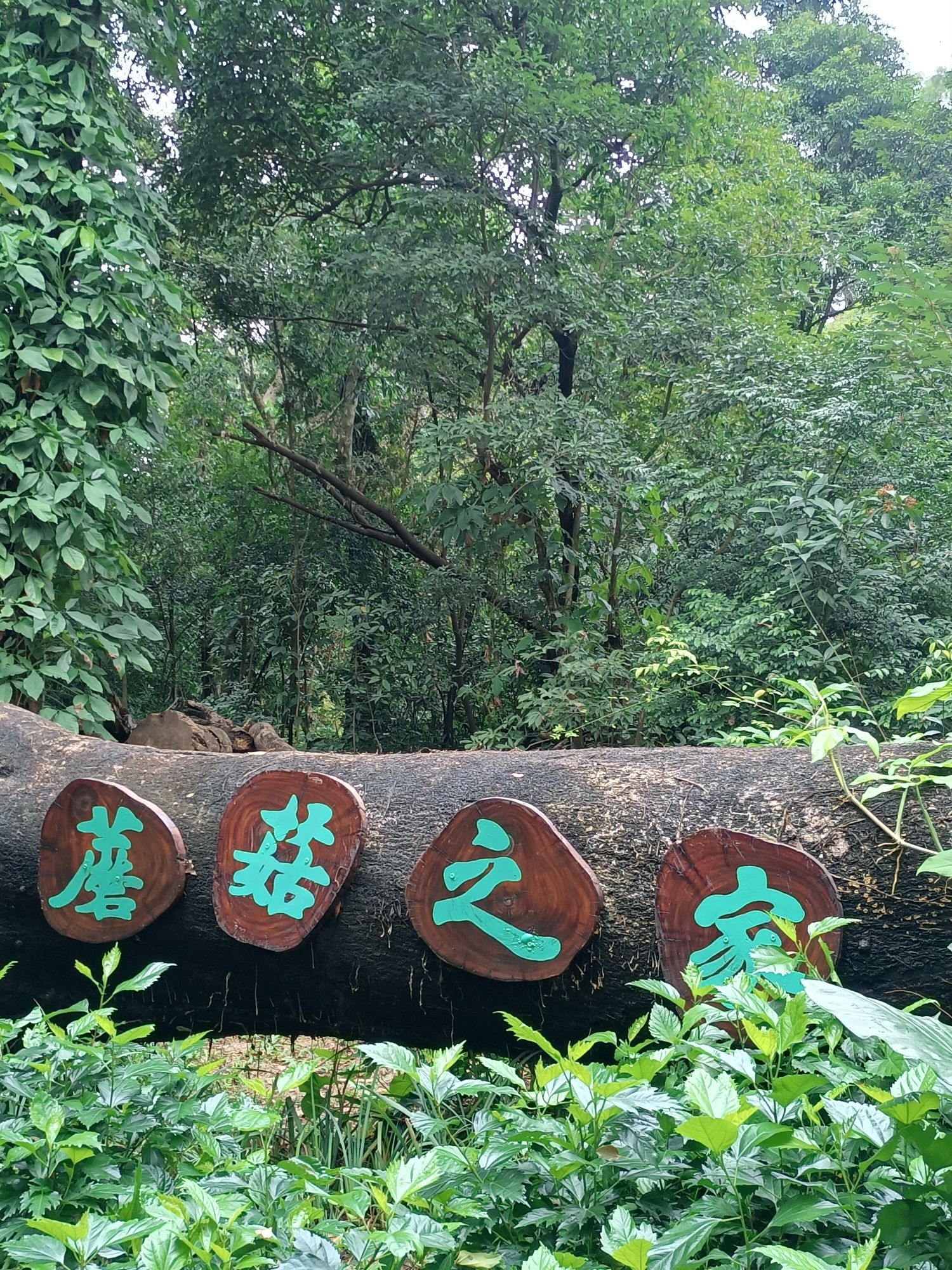 永丰古树公园旅行图片 3