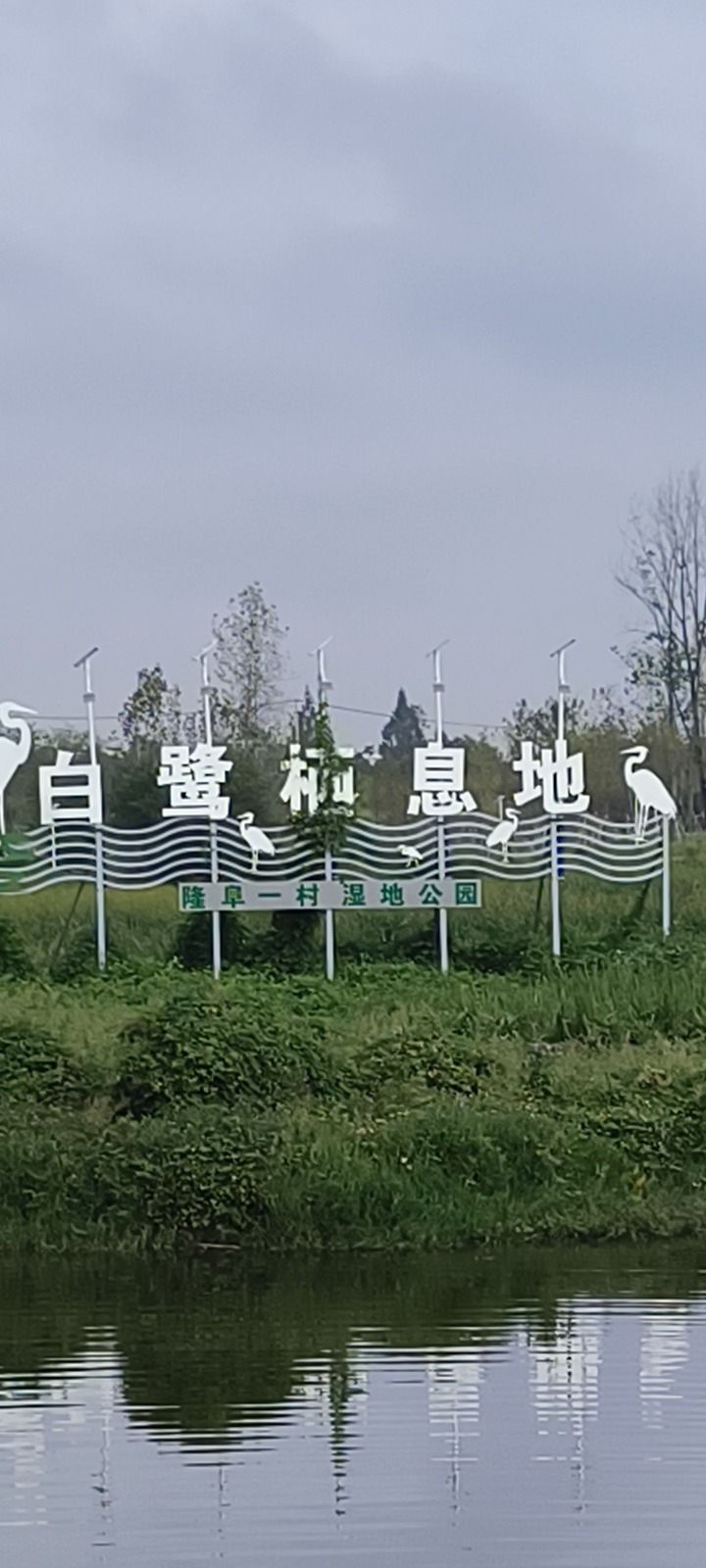 隆阜一村白鹭生态湿地旅行图片 1