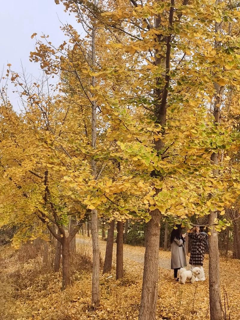 临清古沙洲森林公园旅行图片 3