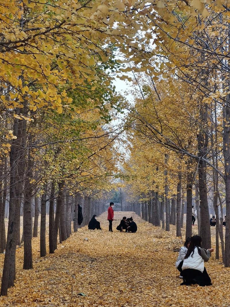 临清古沙洲森林公园旅行图片 2