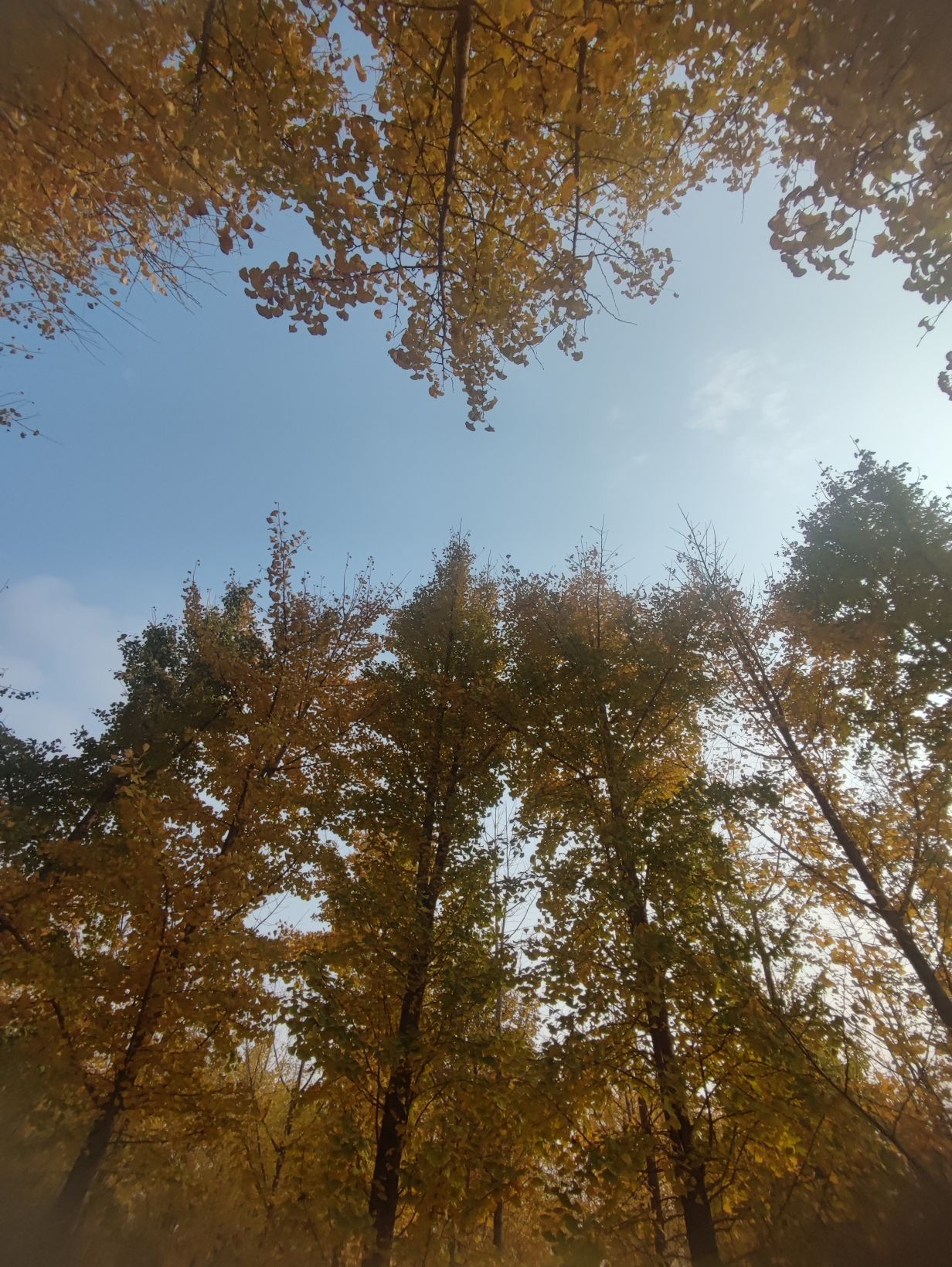 临清古沙洲森林公园旅行图片 2