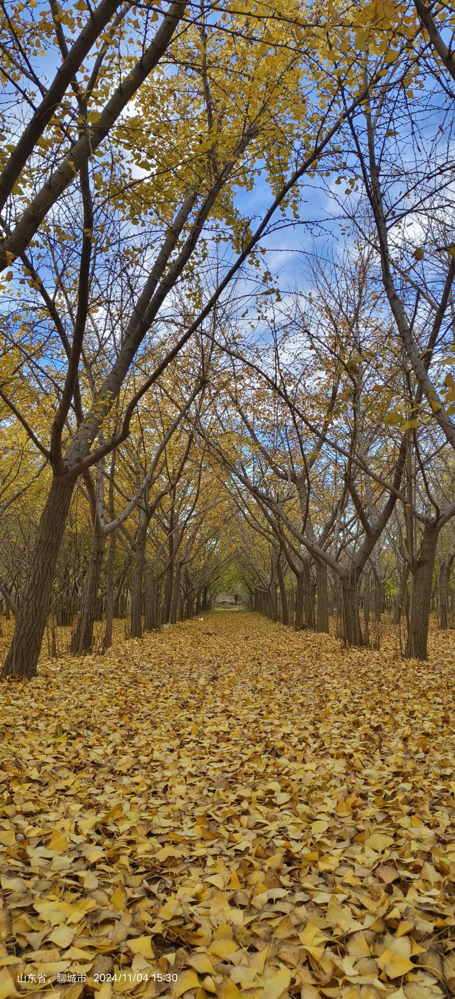 临清古沙洲森林公园旅行图片 3