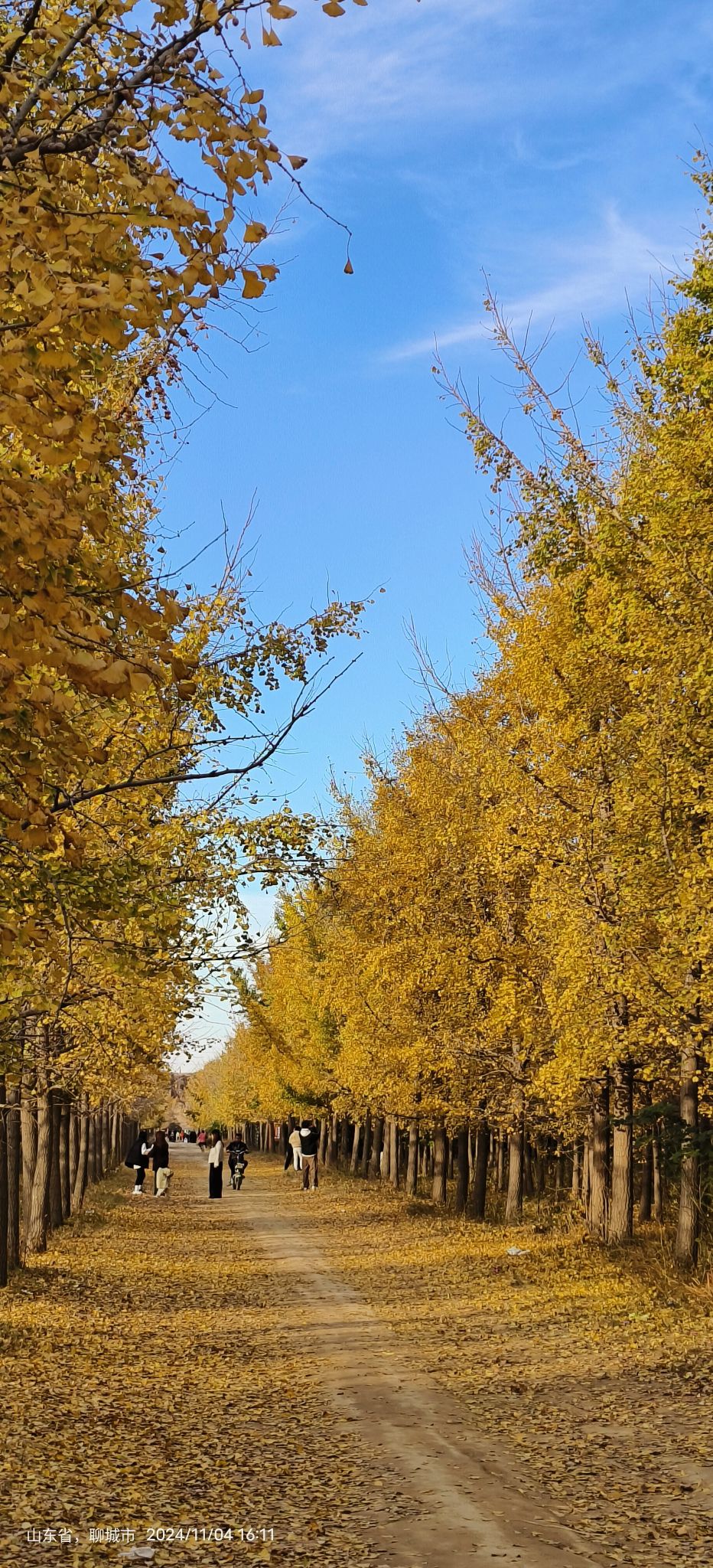 临清古沙洲森林公园旅行图片 1