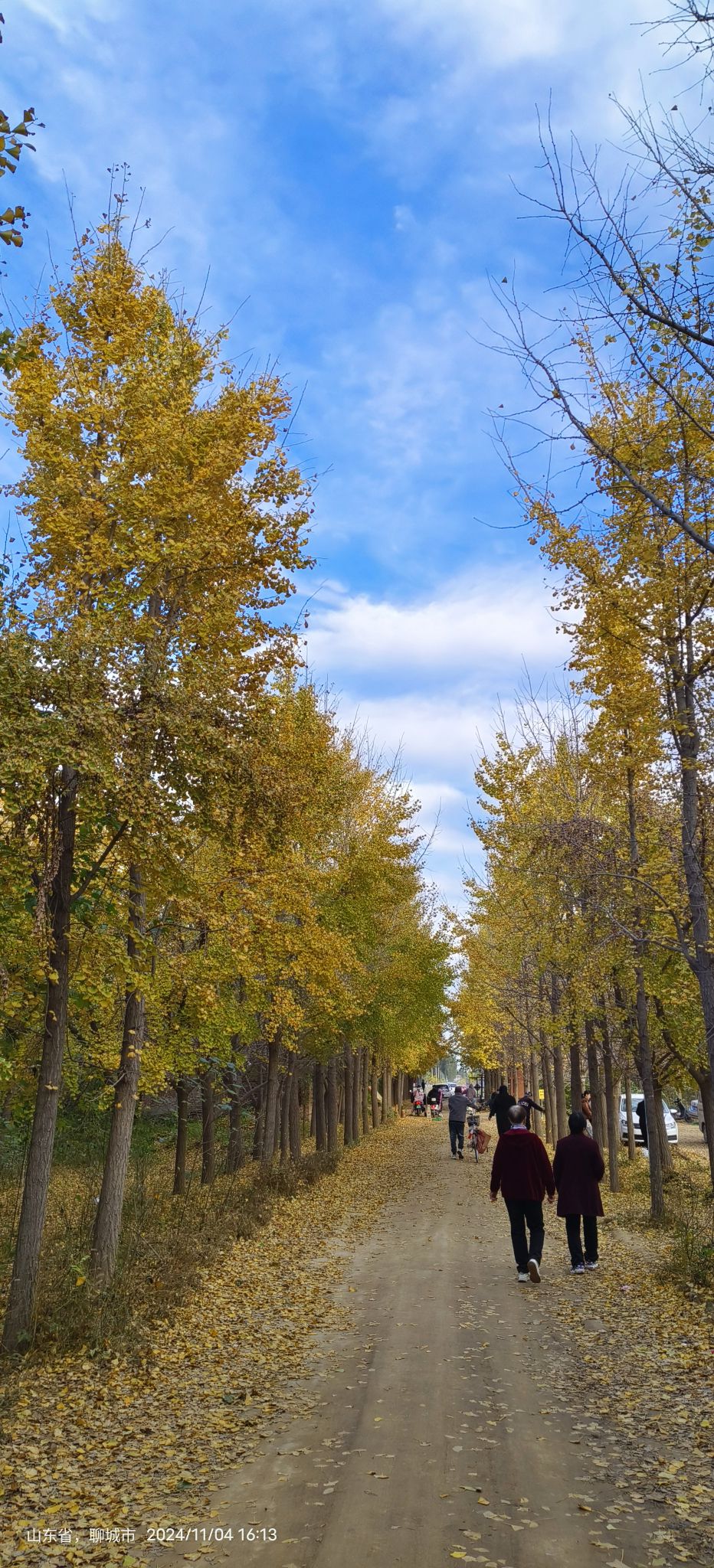 临清古沙洲森林公园旅行图片 2