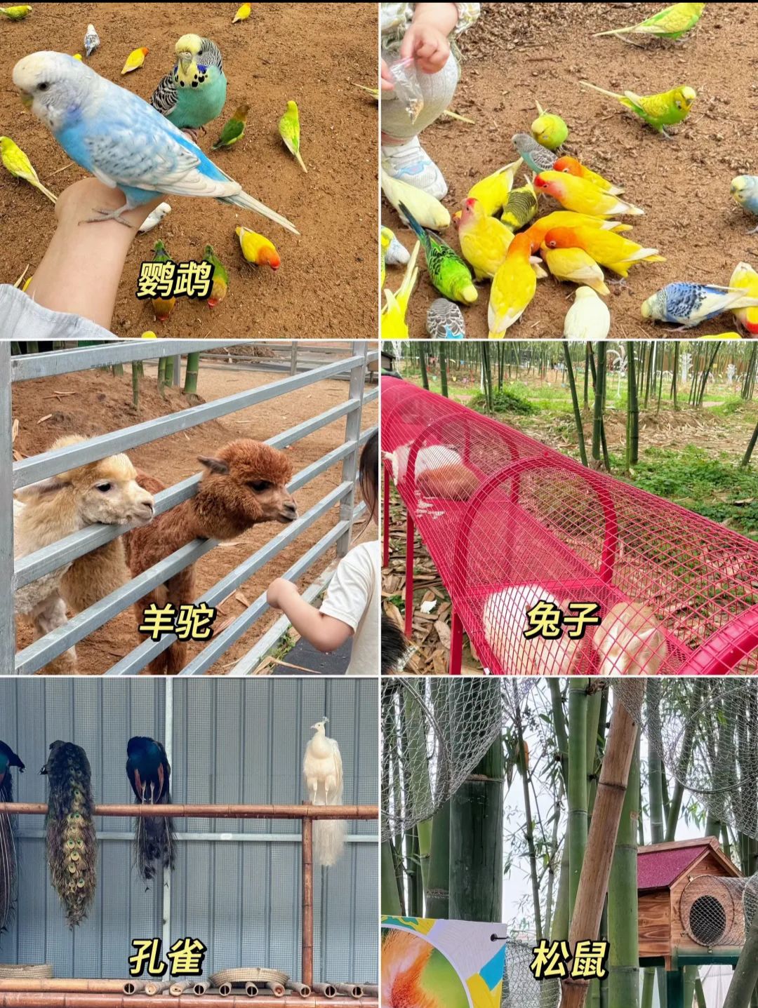乐奇生态观光园旅行图片 2