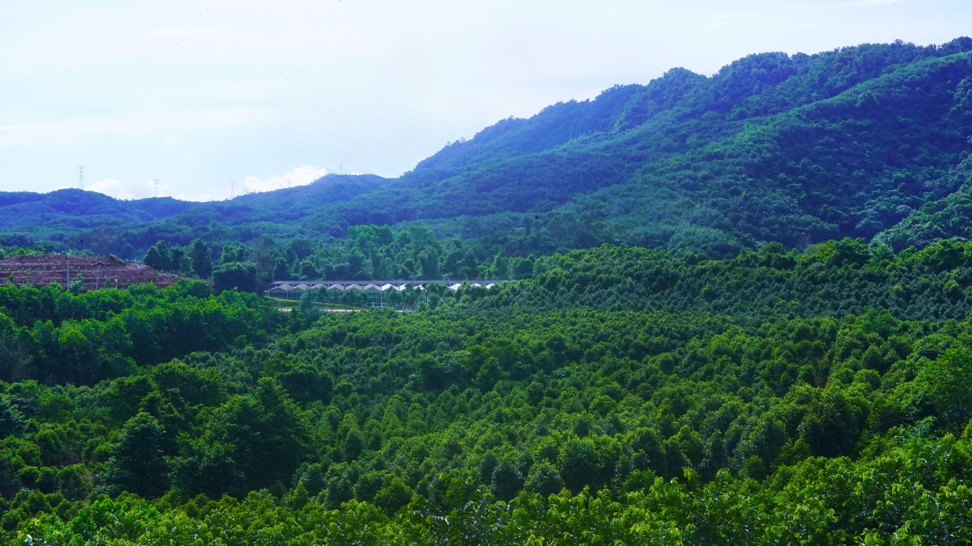 海南沉香谷