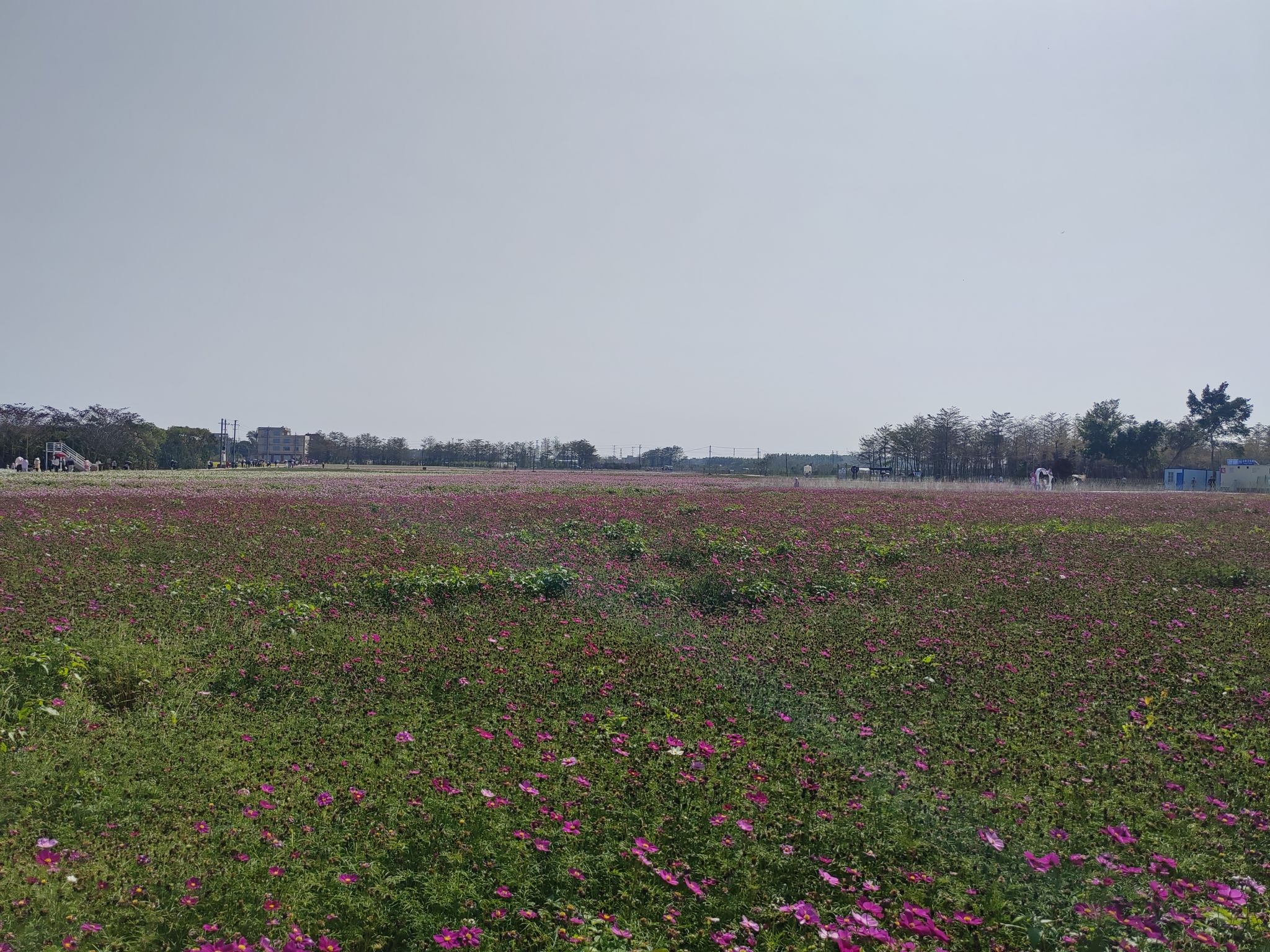 北海市银海区向海花开景区旅行图片 1