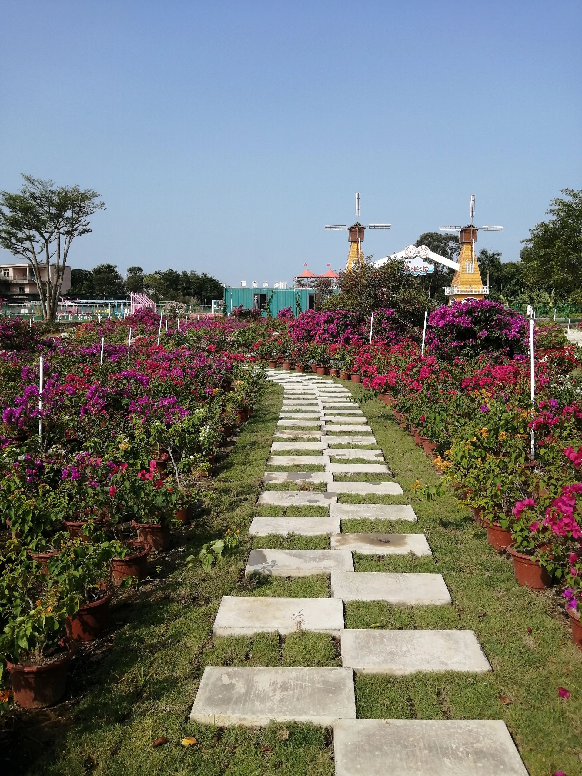 北海市银海区向海花开景区旅行图片 2