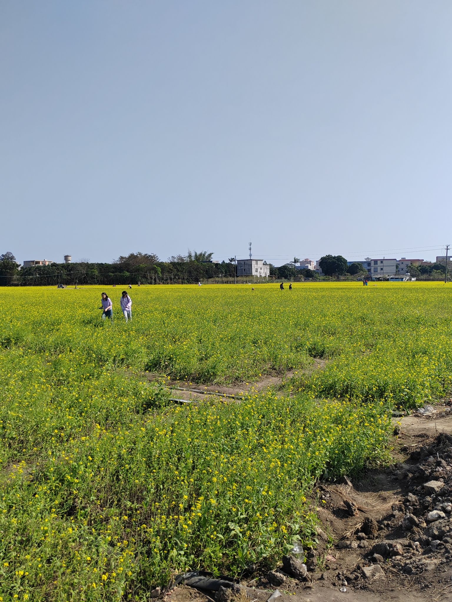 北海市银海区向海花开景区旅行图片 2