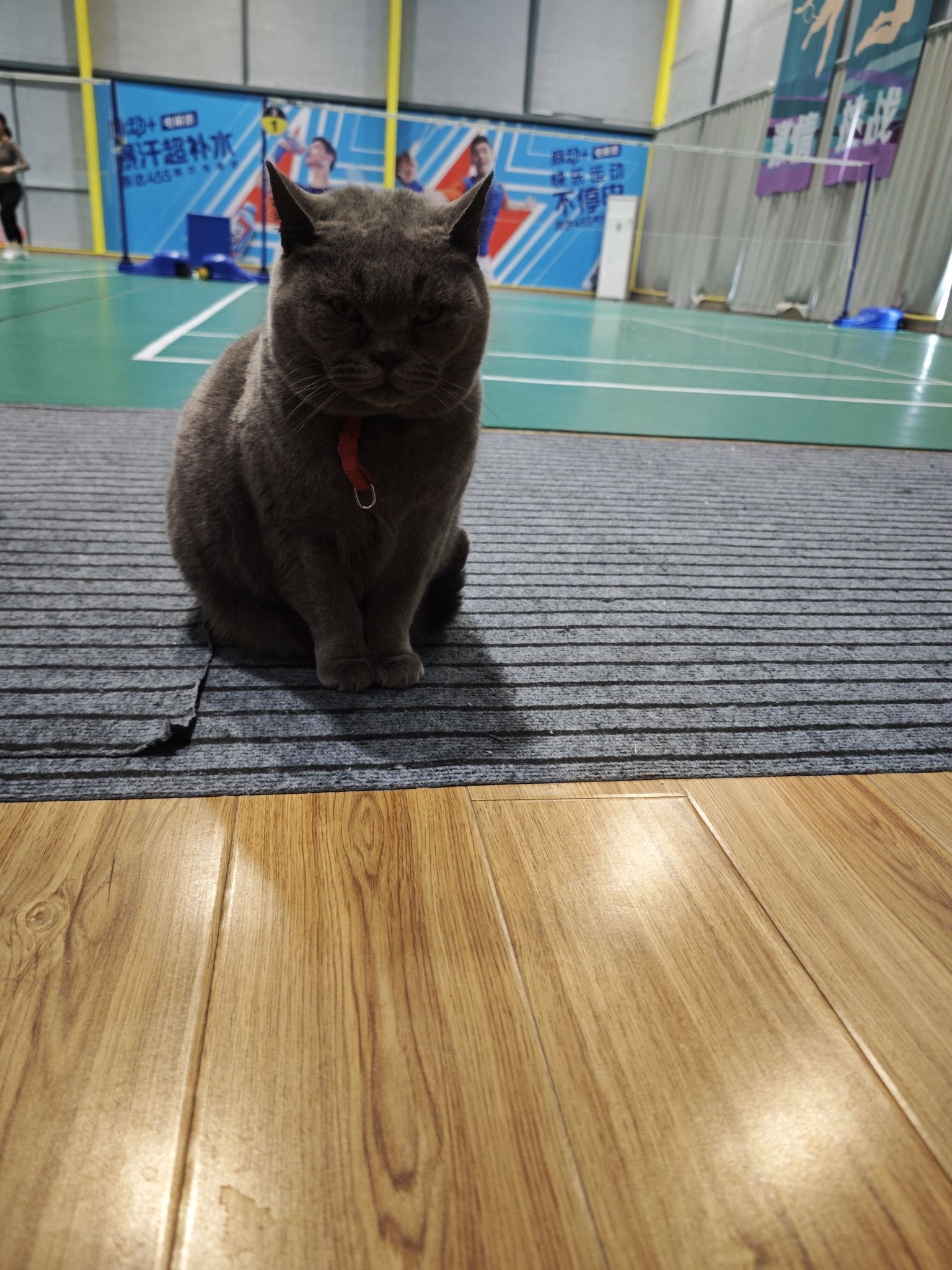 场地封面-酋鹿球场羽毛球馆(青浦荟品仓店)