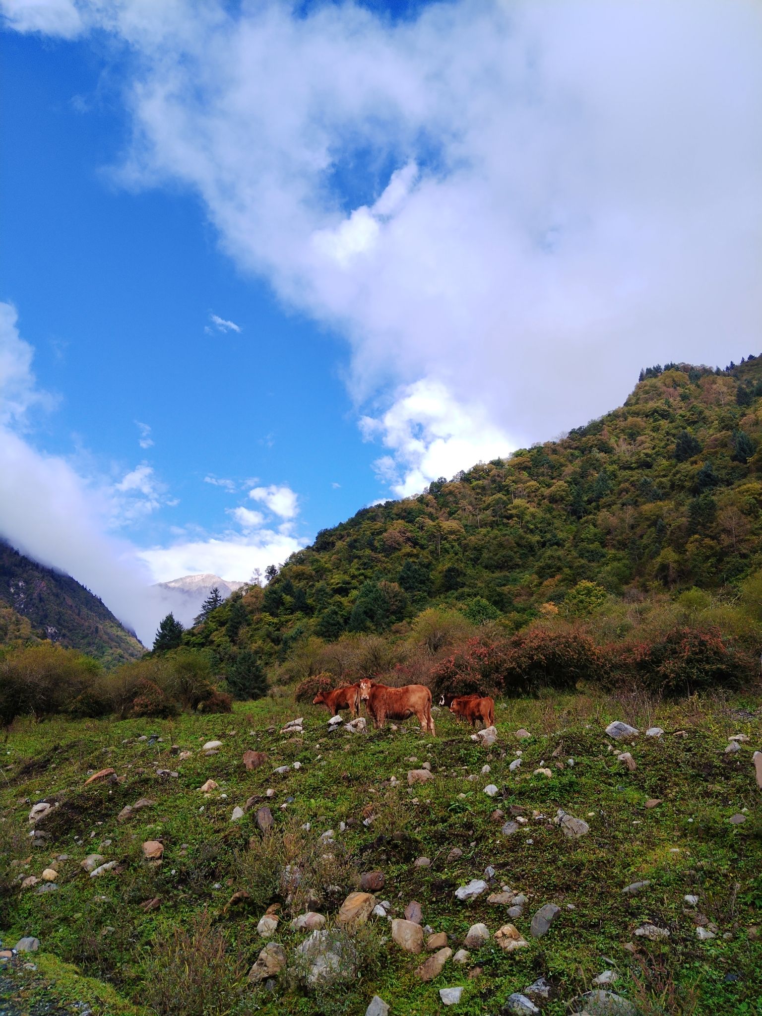 沙棘沟旅行图片 1