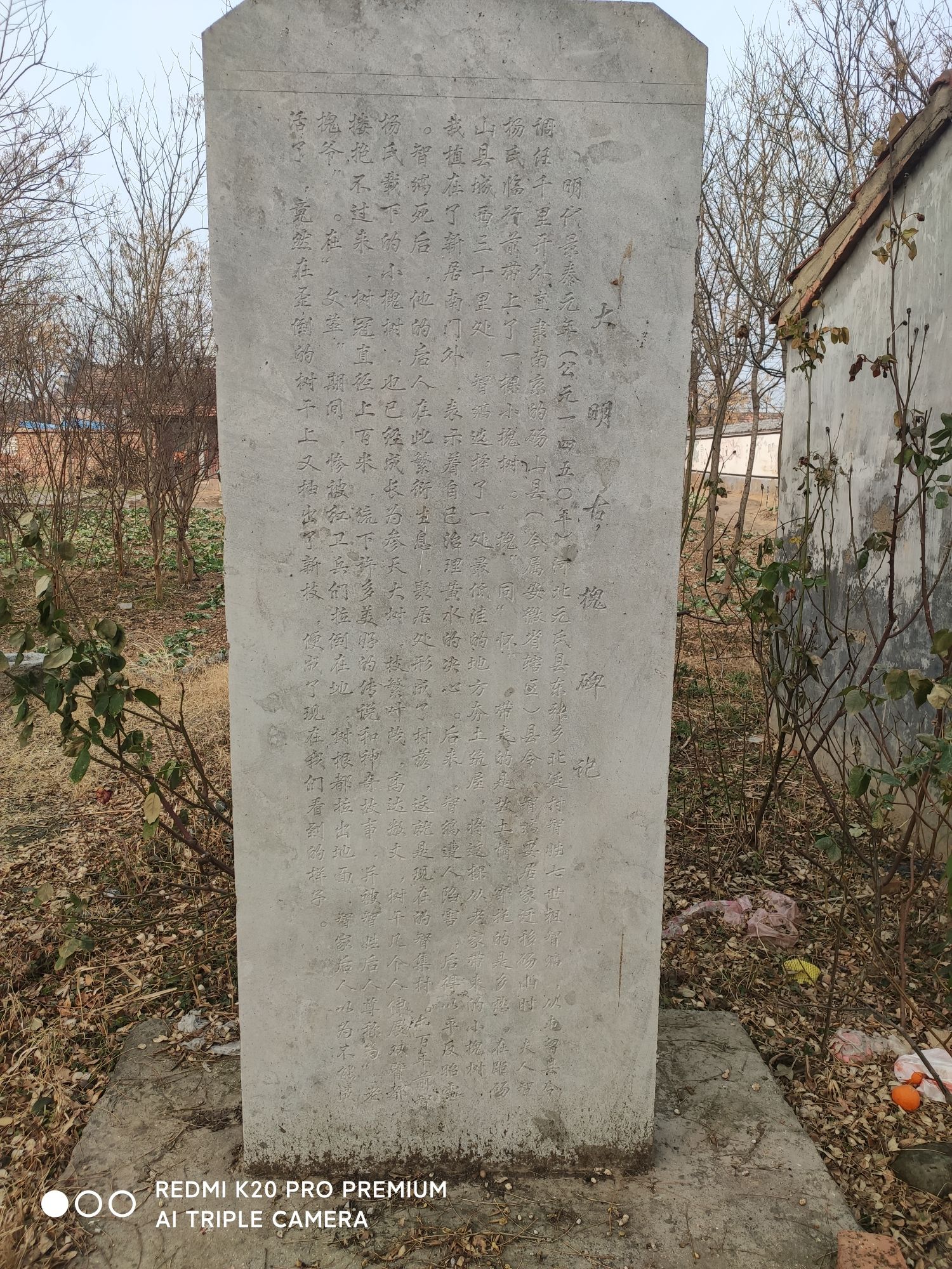 大明古槐旅行图片 2
