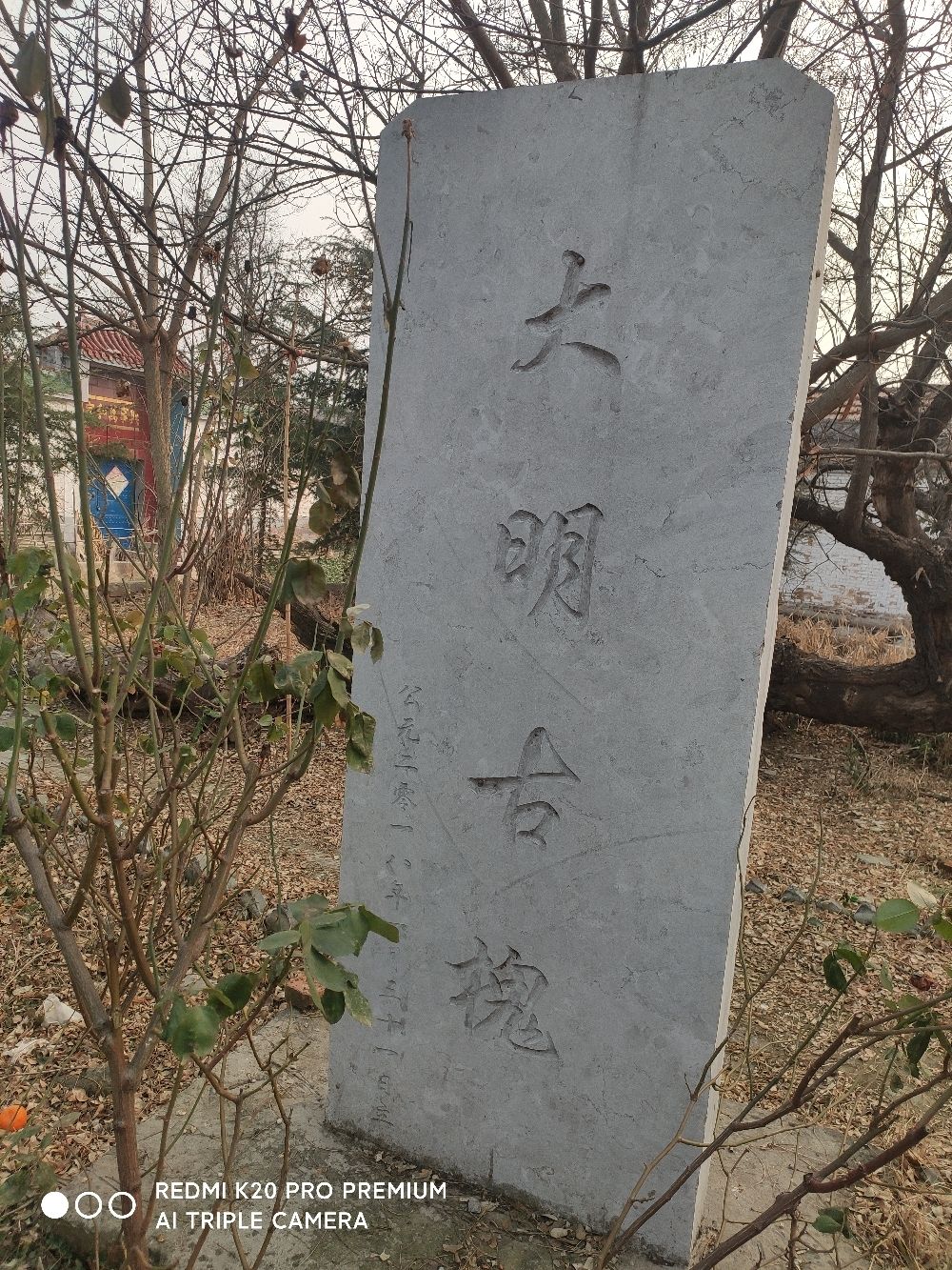 大明古槐旅行图片 3