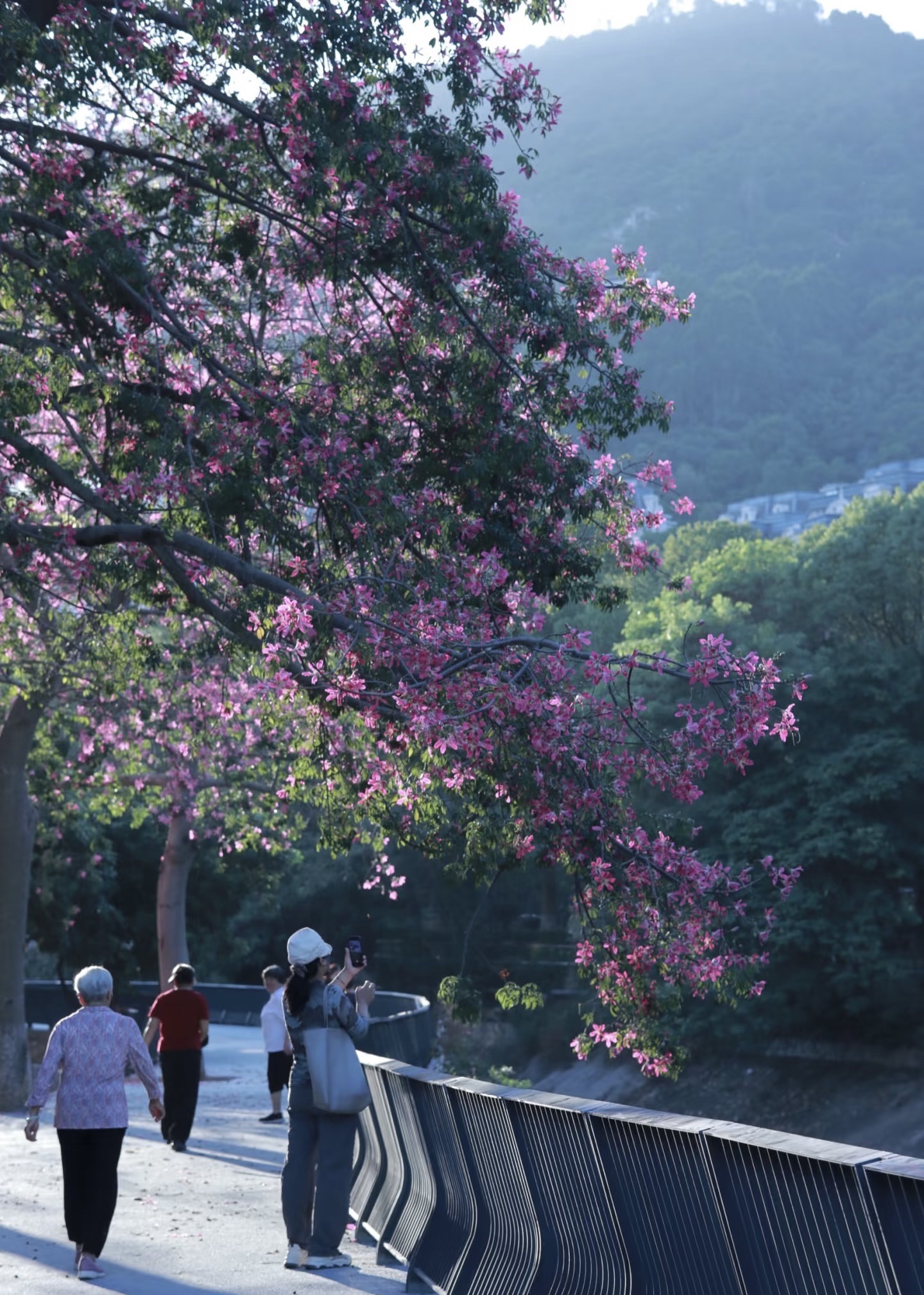 凤凰山旅行图片 1