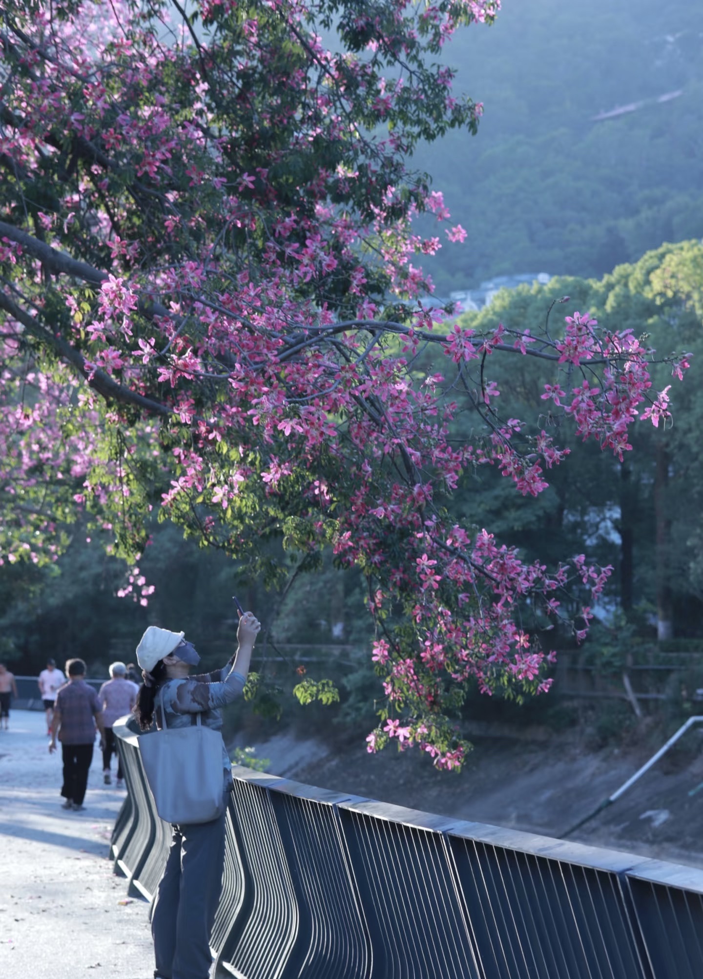凤凰山旅行图片 2