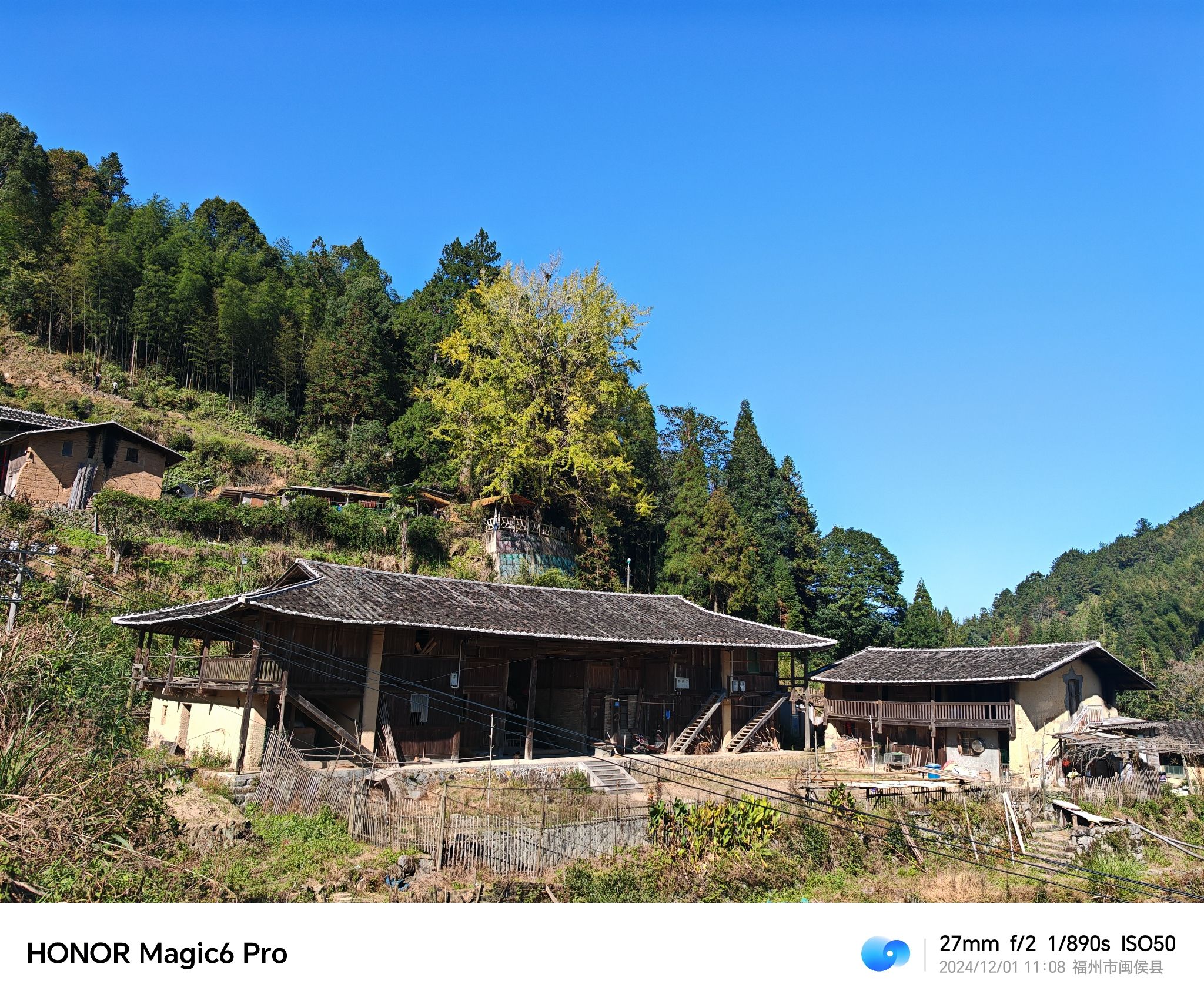 碾坑千年银杏网红打卡点旅行图片 2