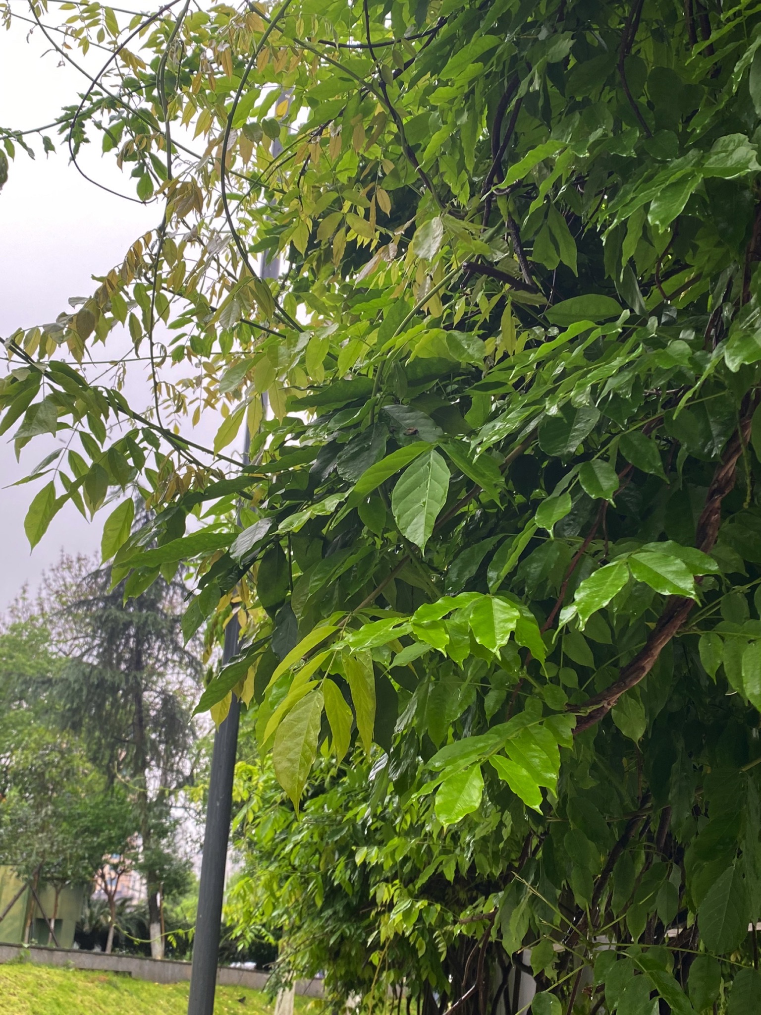 龙湖公园旅行图片 2