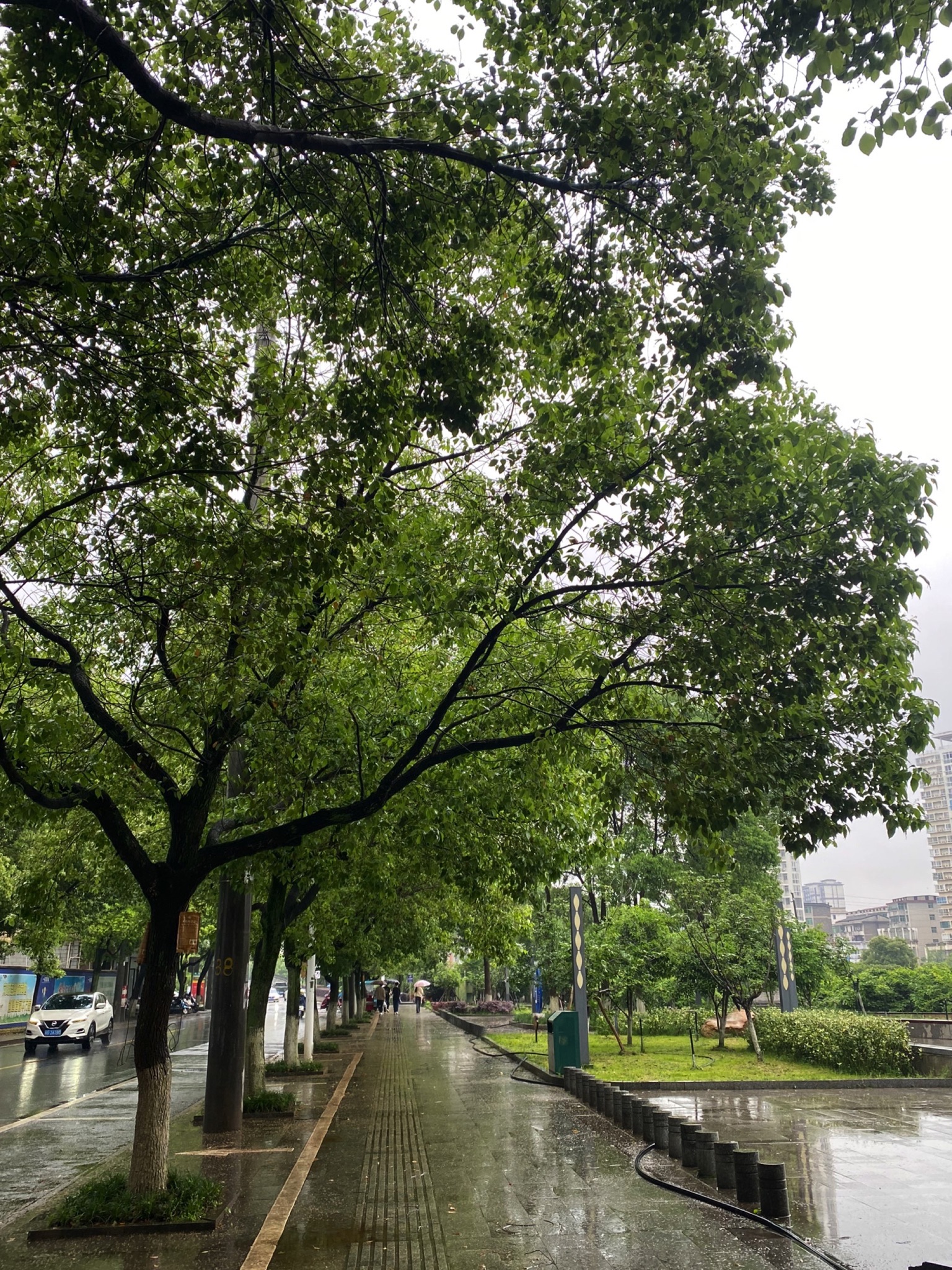 龙湖公园旅行图片 1