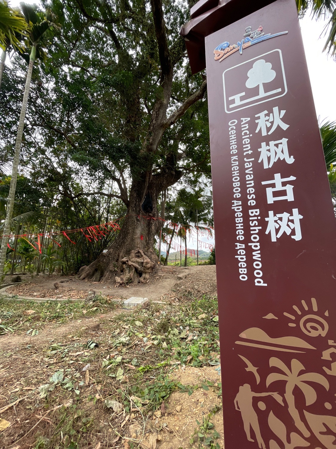 秋枫古树旅行图片 1