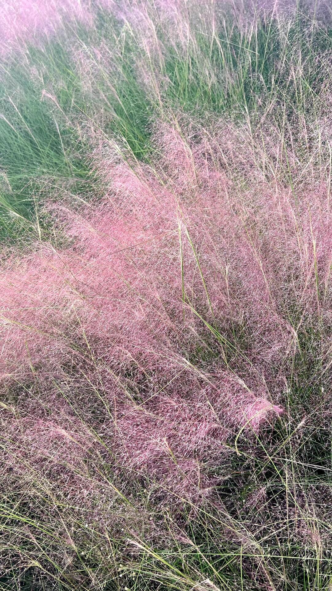 小洋口桃花岛旅行图片 3