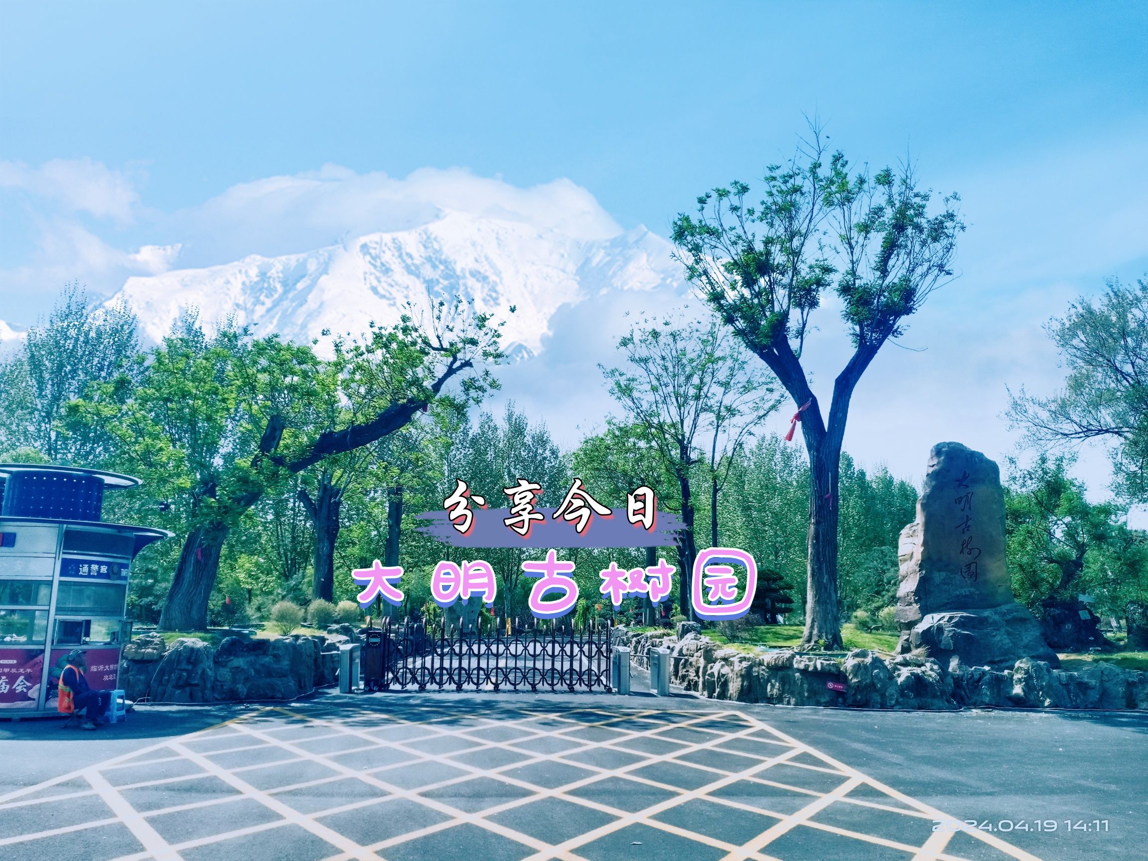 大明古树园旅行图片 1